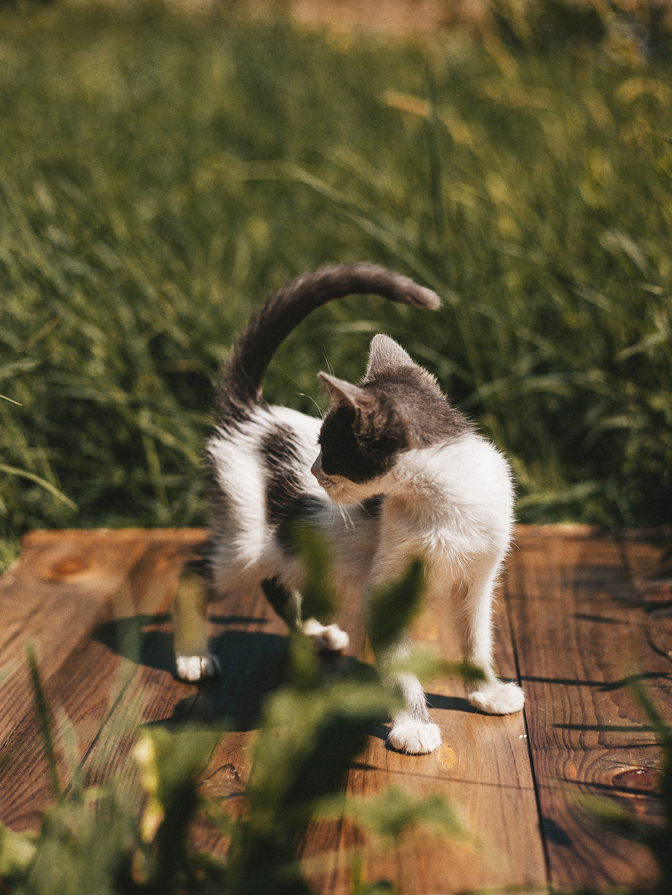 Котики из приюта. Фотограф в Краснодаре Алена Соколовская