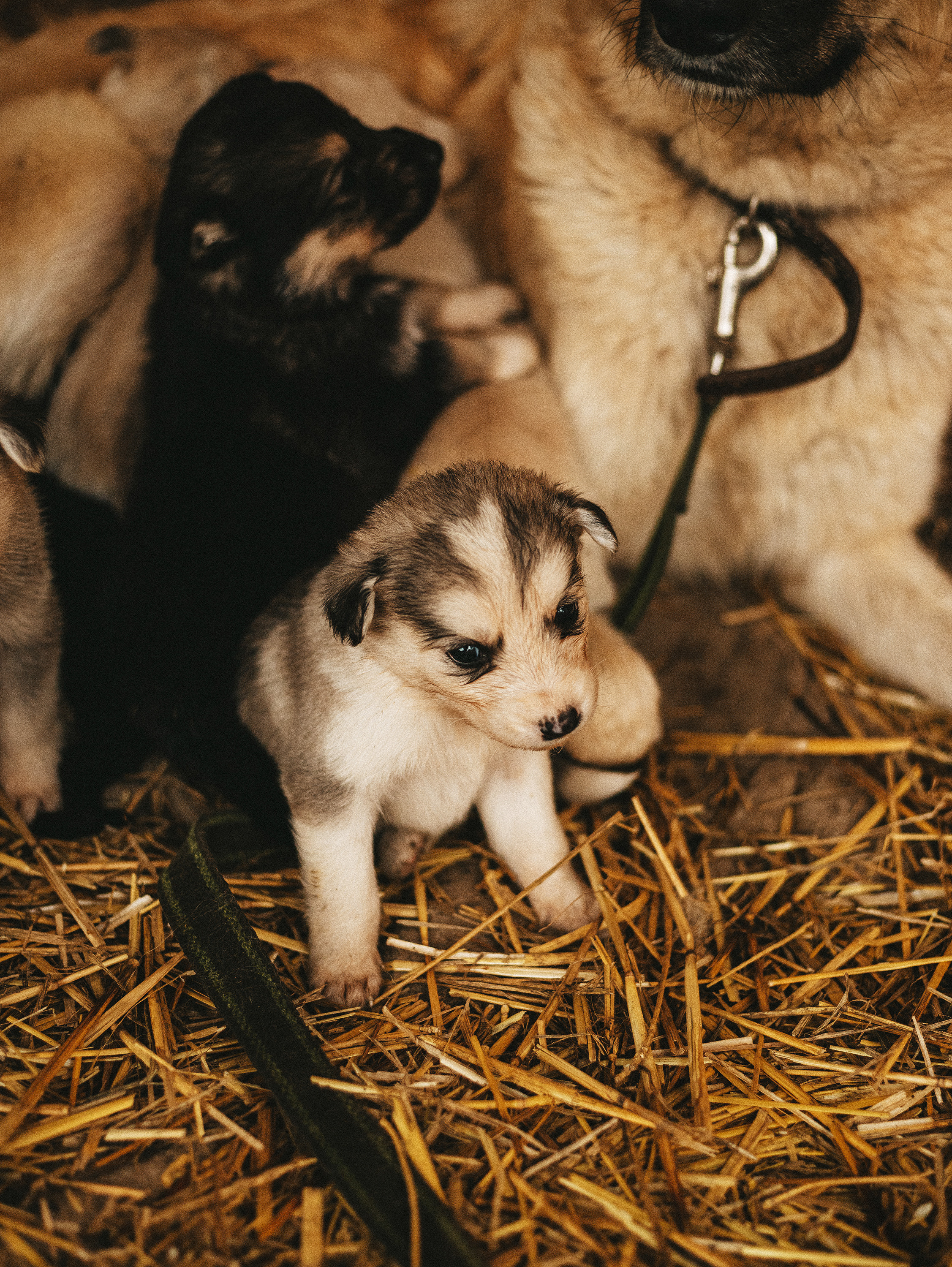 Собаки из приюта. Фотограф в Краснодаре Алена Соколовская