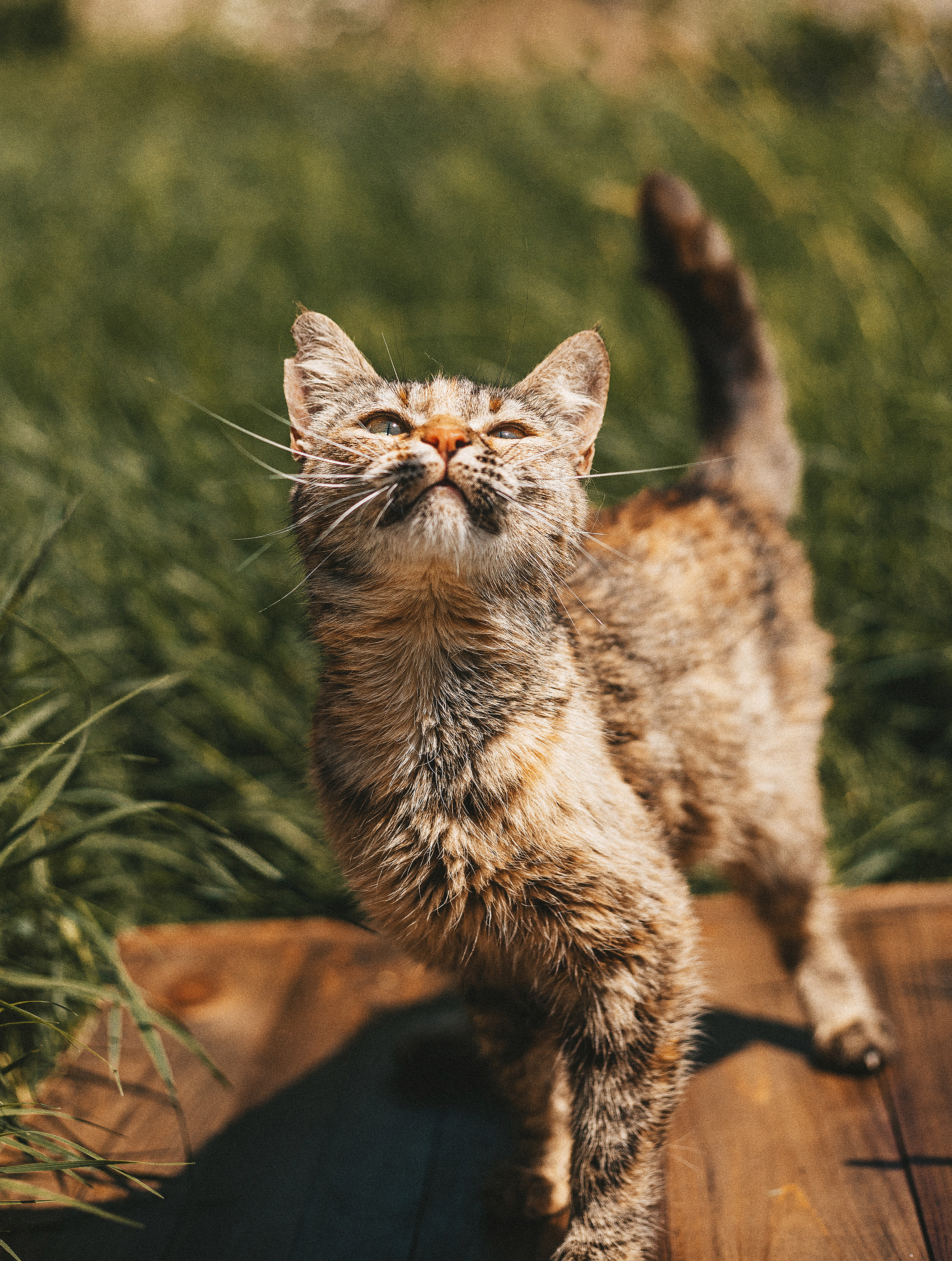 Котики из приюта. Фотограф в Краснодаре Алена Соколовская