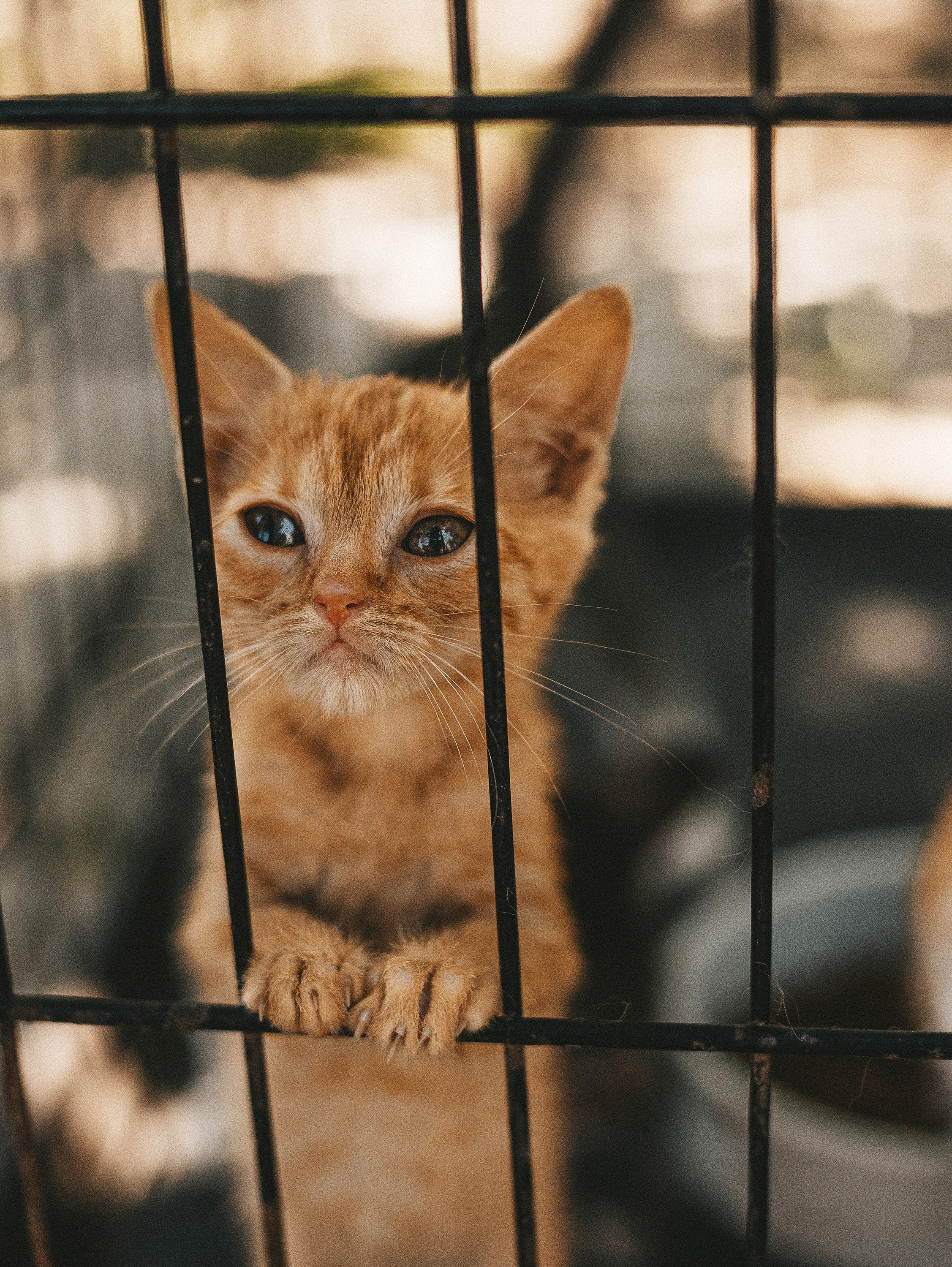 Котики из приюта. Фотограф в Краснодаре Алена Соколовская