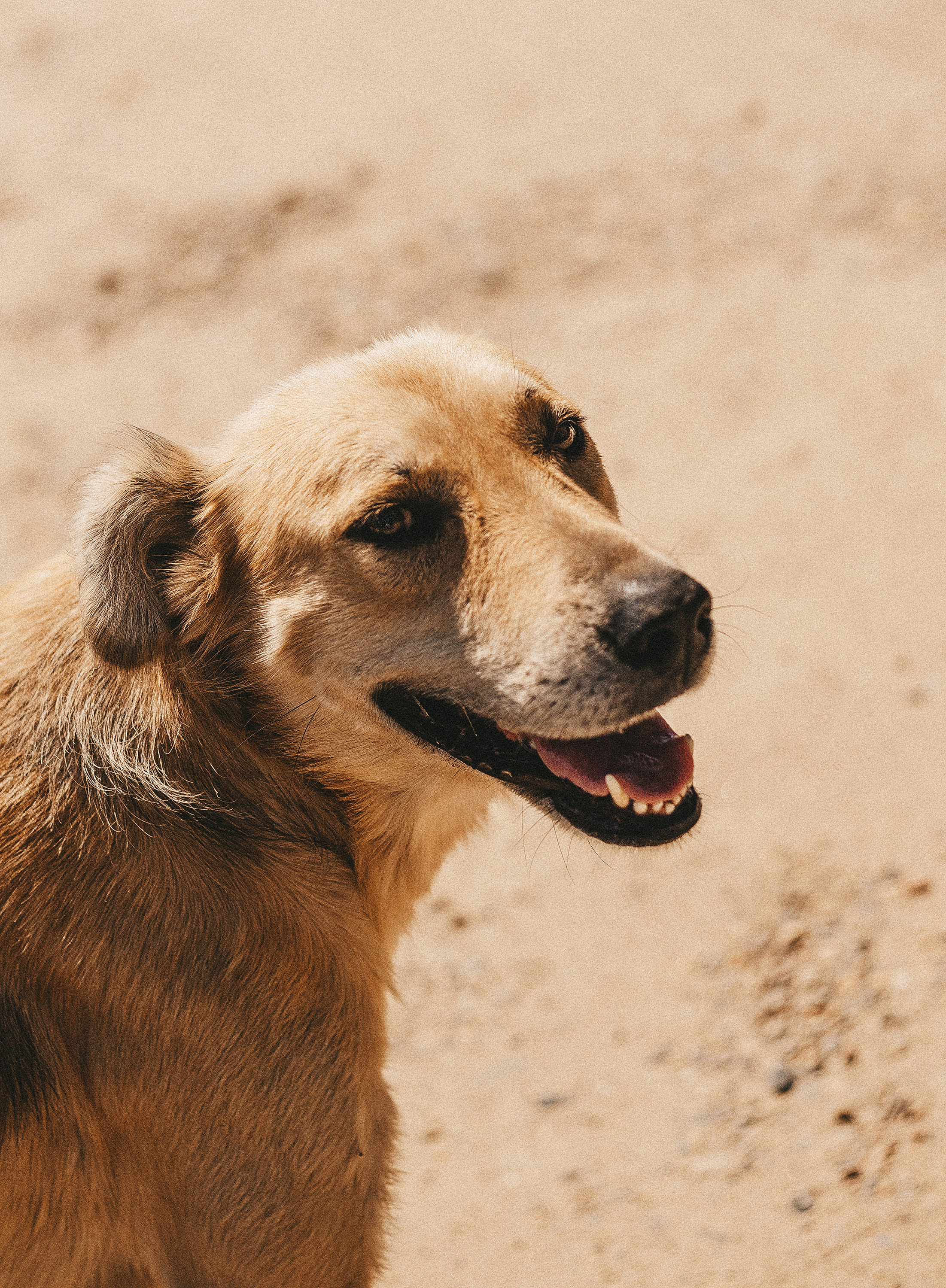 Собаки из приюта. Фотограф в Краснодаре Алена Соколовская