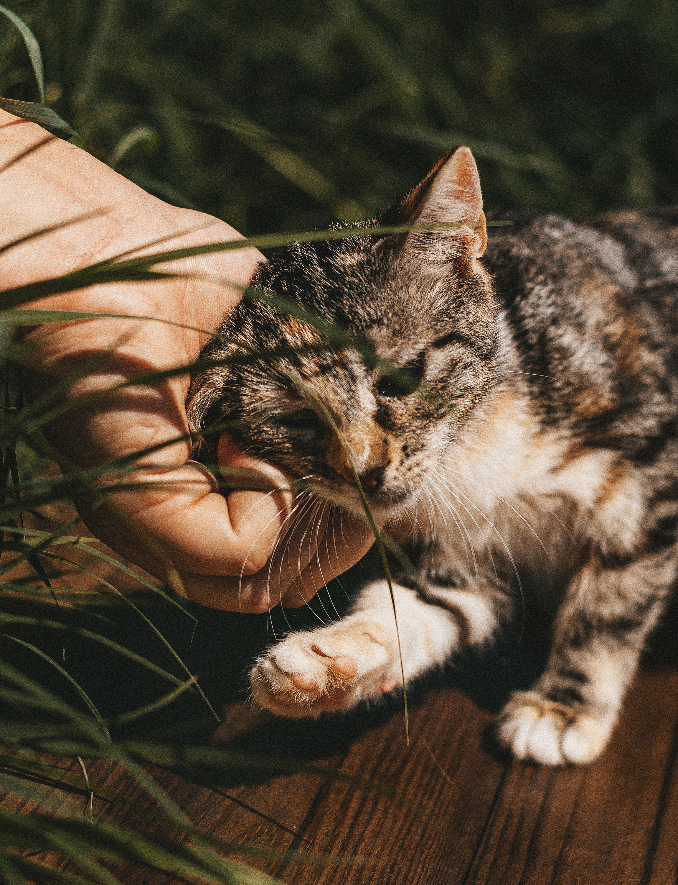 Котики из приюта. Фотограф в Краснодаре Алена Соколовская