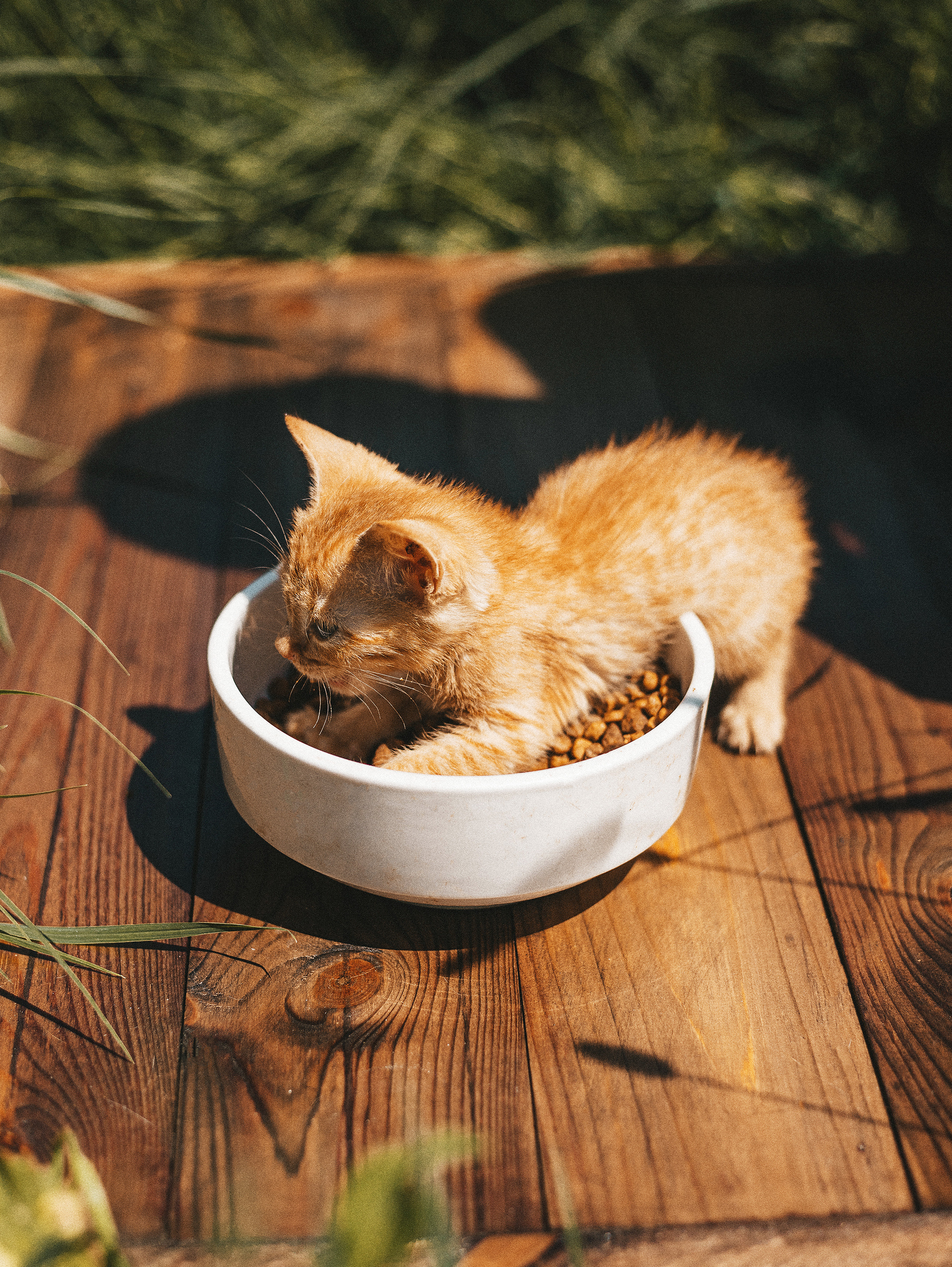 Котики из приюта. Фотограф в Краснодаре Алена Соколовская