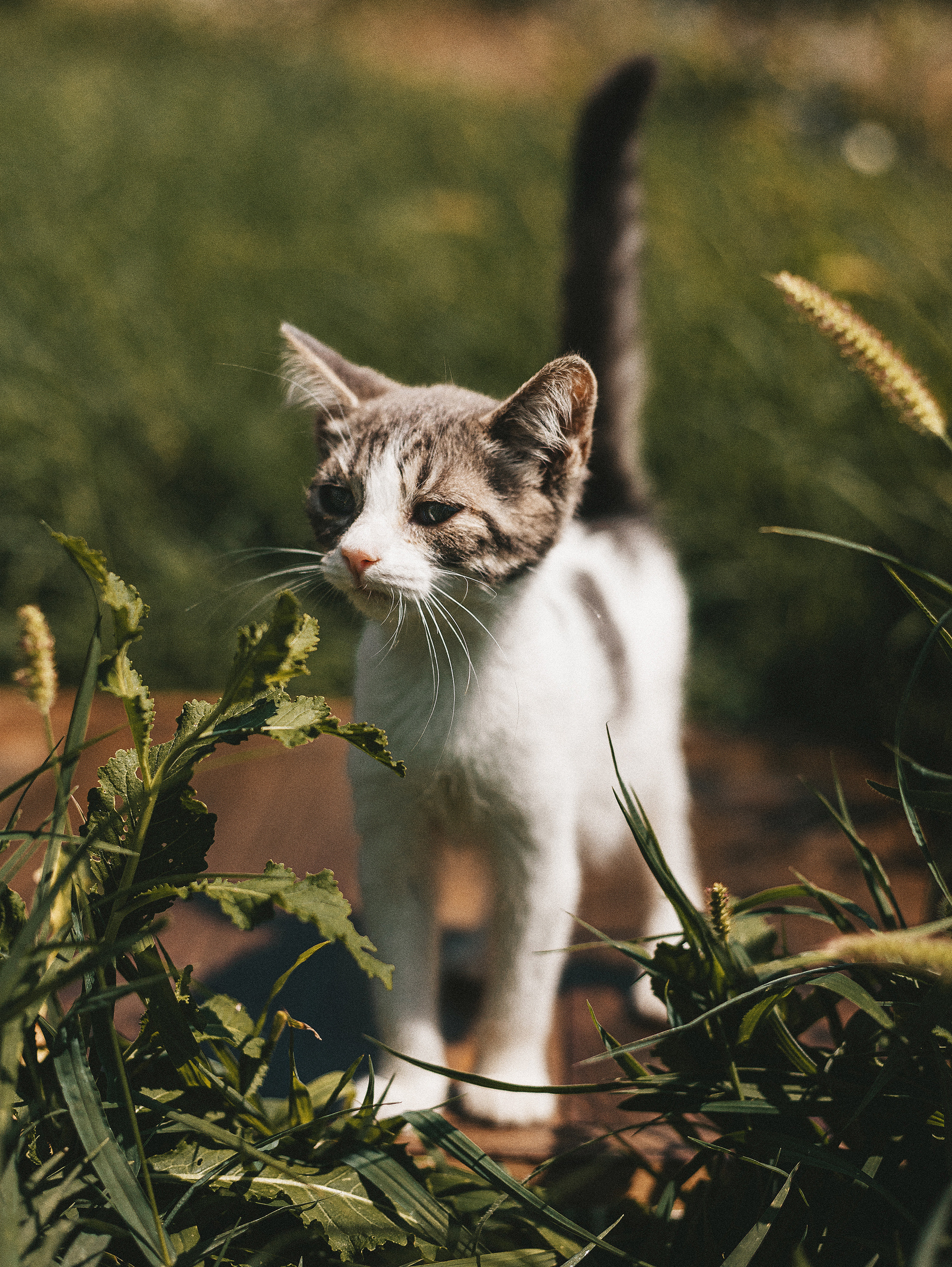 Котики из приюта. Фотограф в Краснодаре Алена Соколовская