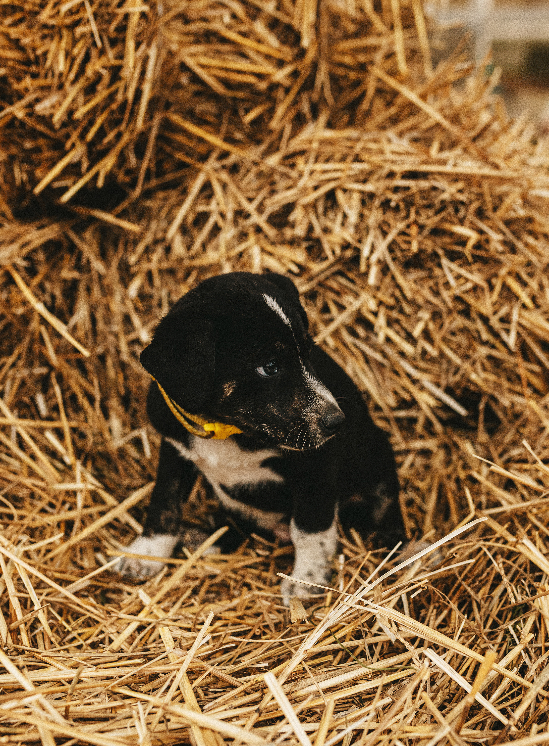 Собаки из приюта. Фотограф в Краснодаре Алена Соколовская