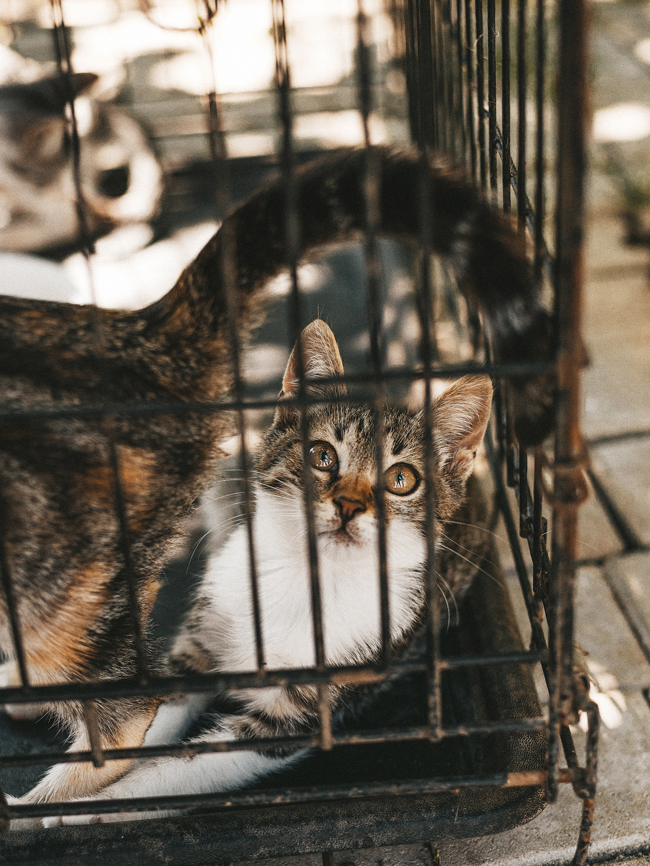 Котики из приюта. Фотограф в Краснодаре Алена Соколовская