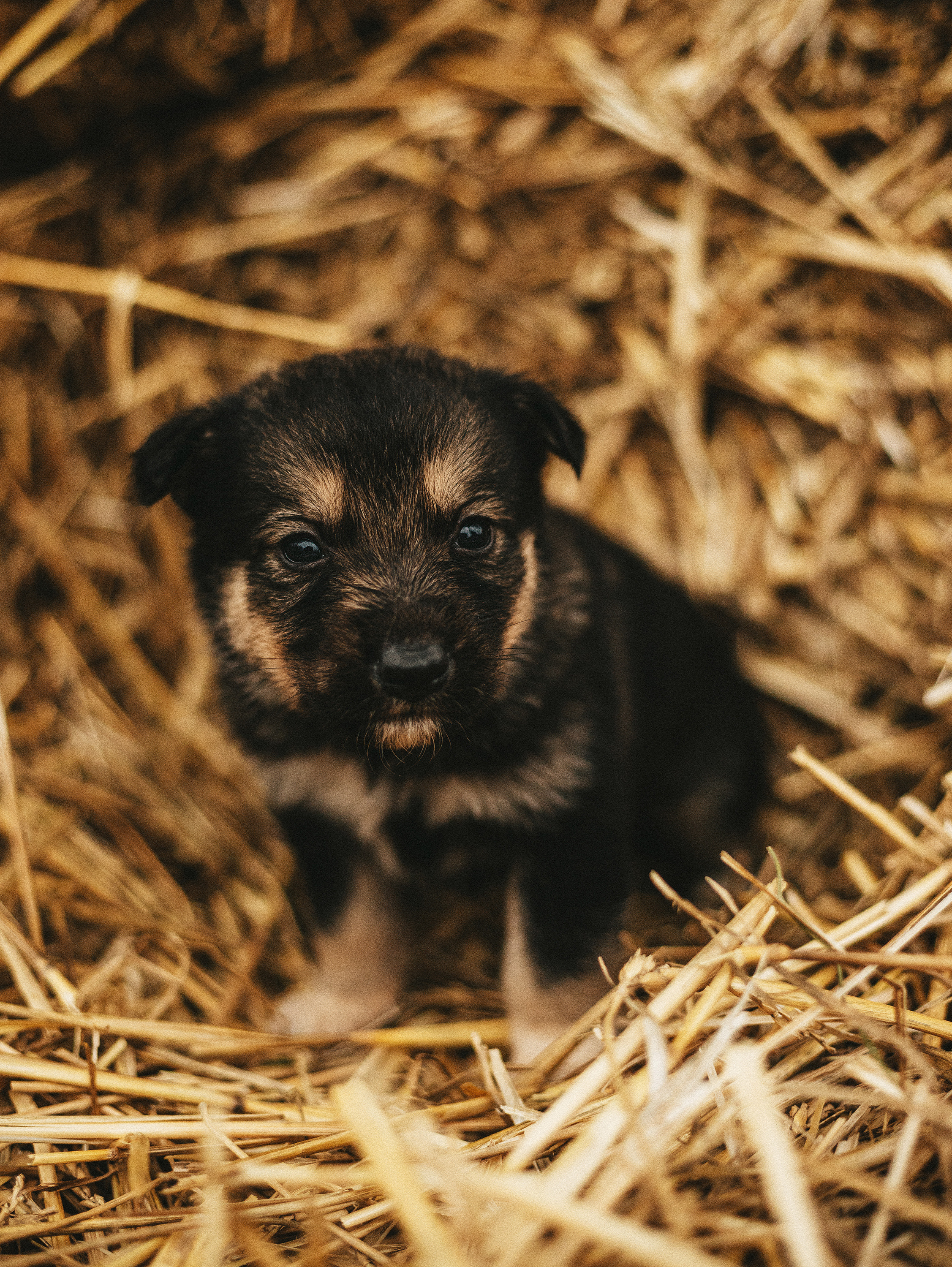 Собаки из приюта. Фотограф в Краснодаре Алена Соколовская