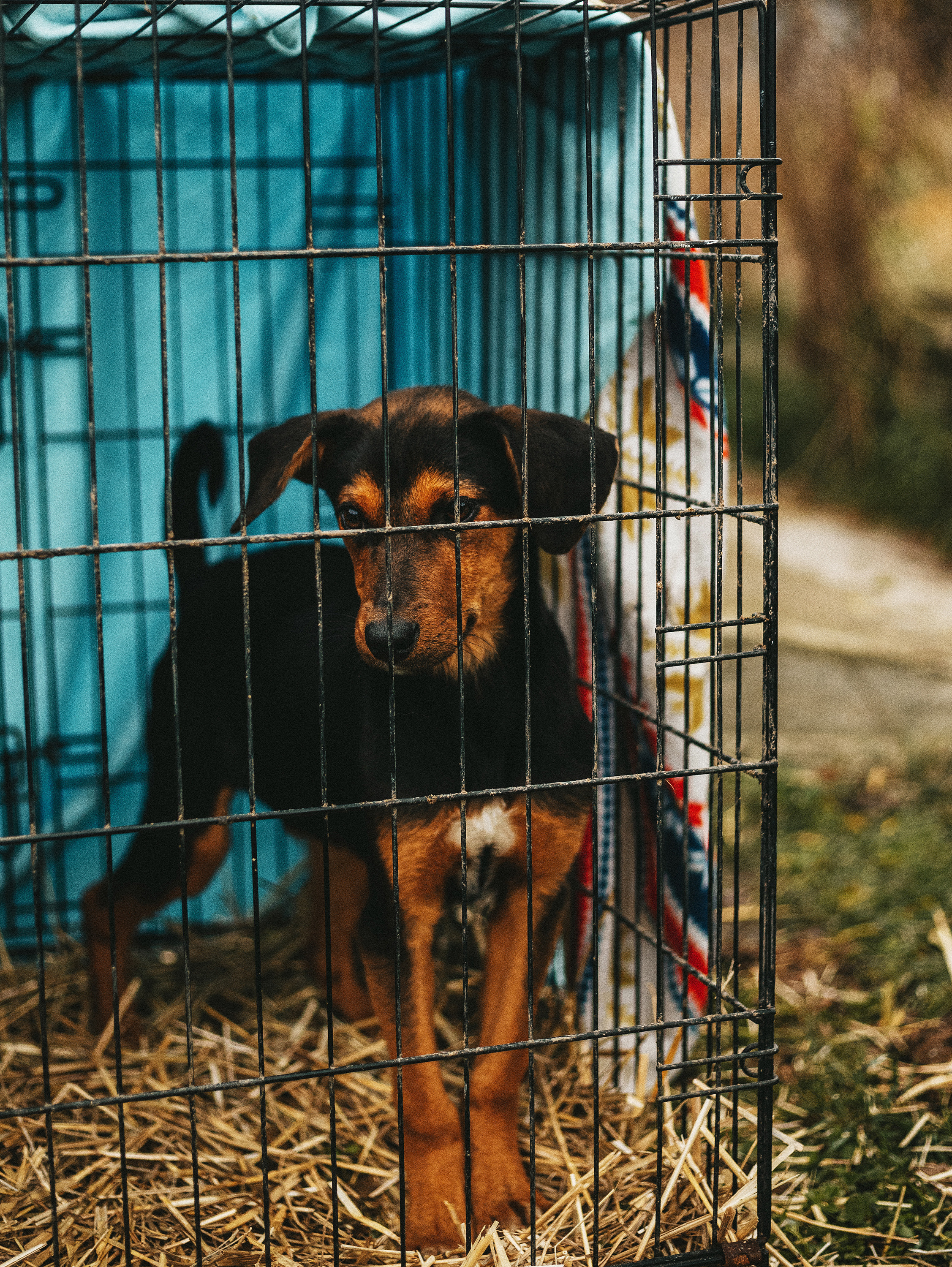 Собаки из приюта. Фотограф в Краснодаре Алена Соколовская