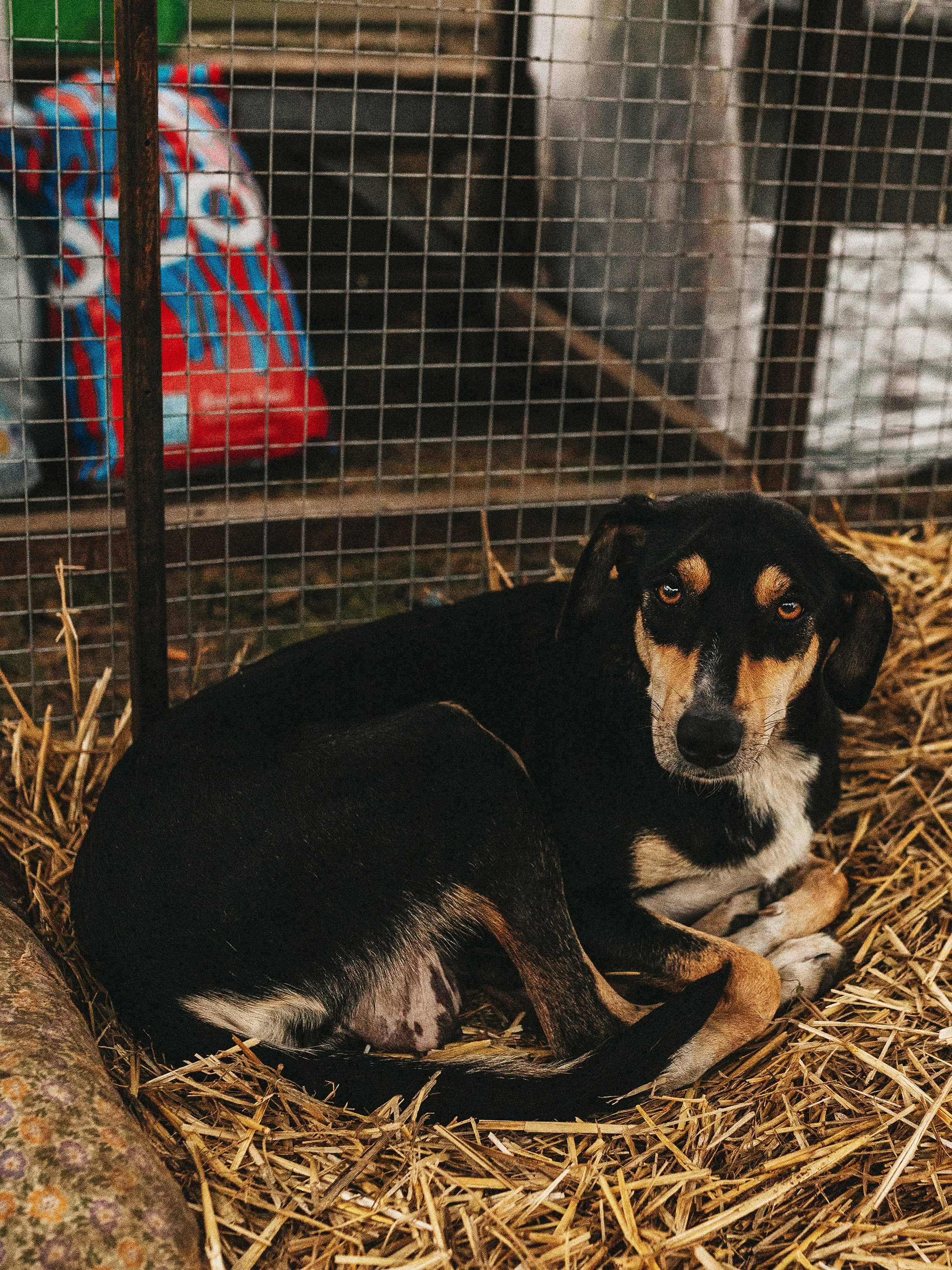 Собаки из приюта. Фотограф в Краснодаре Алена Соколовская