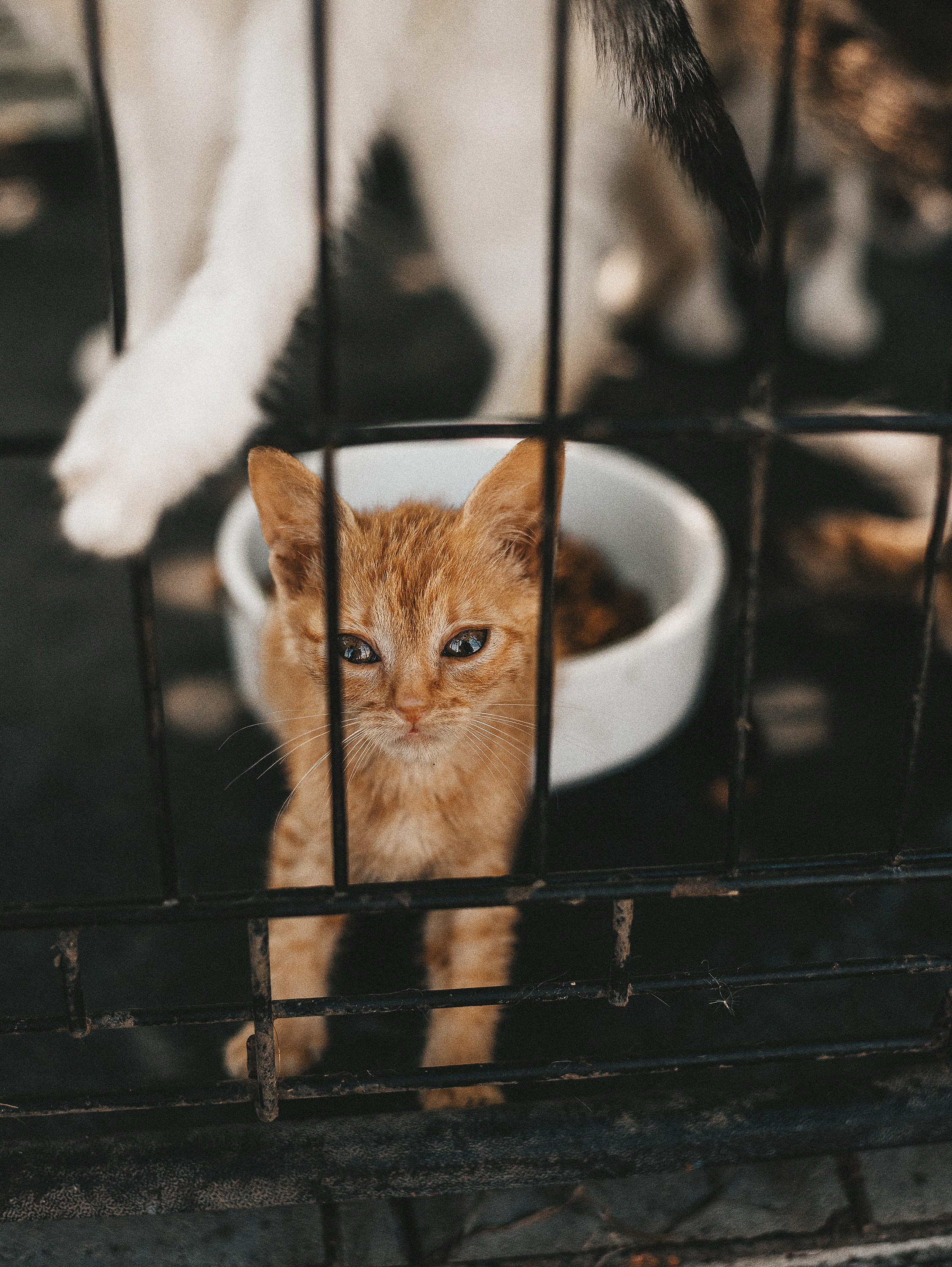 Котики из приюта. Фотограф в Краснодаре Алена Соколовская