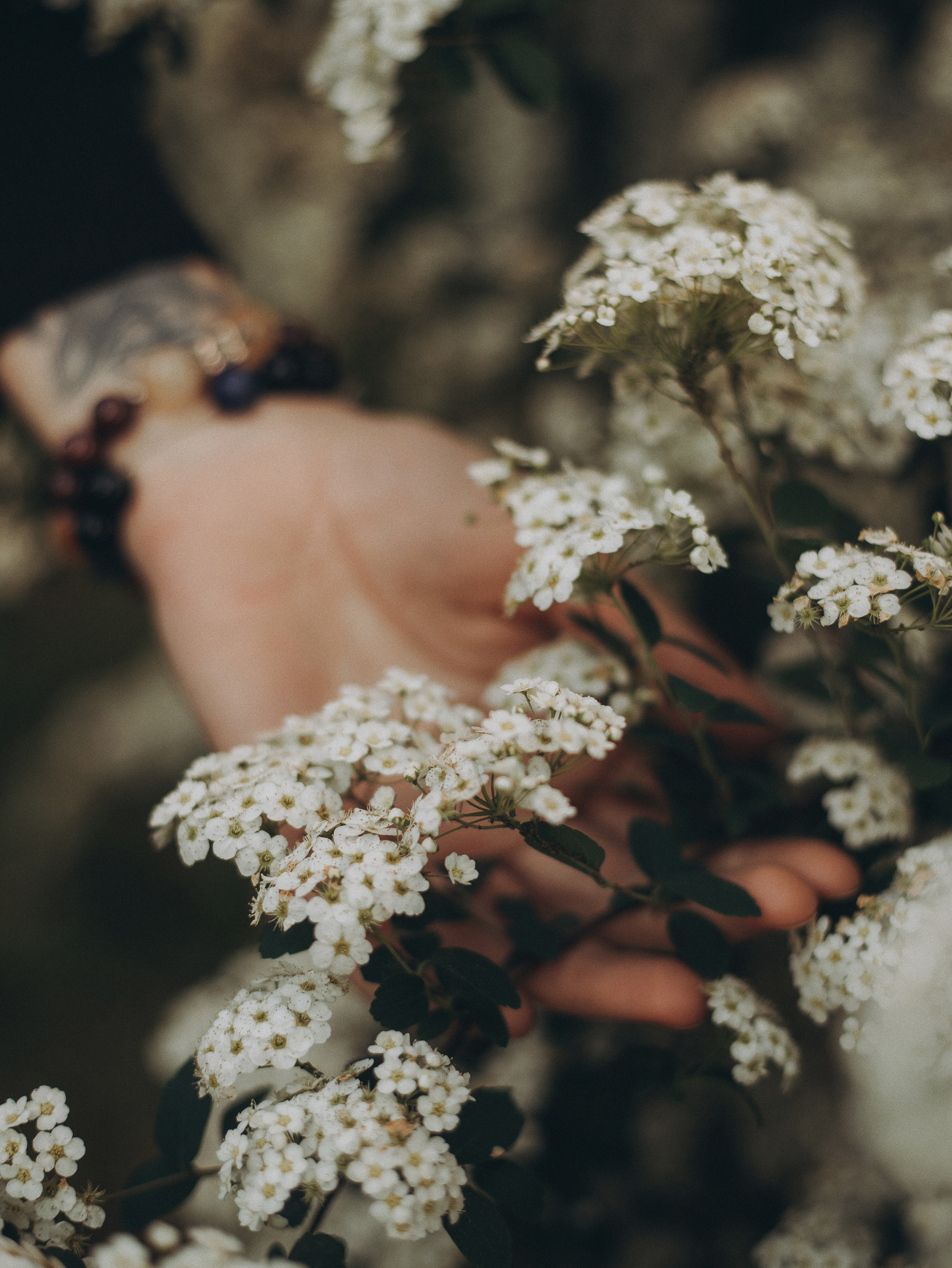 Взлет мотыльков — полет моей мечты…. Фотограф в Краснодаре Алена Соколовская