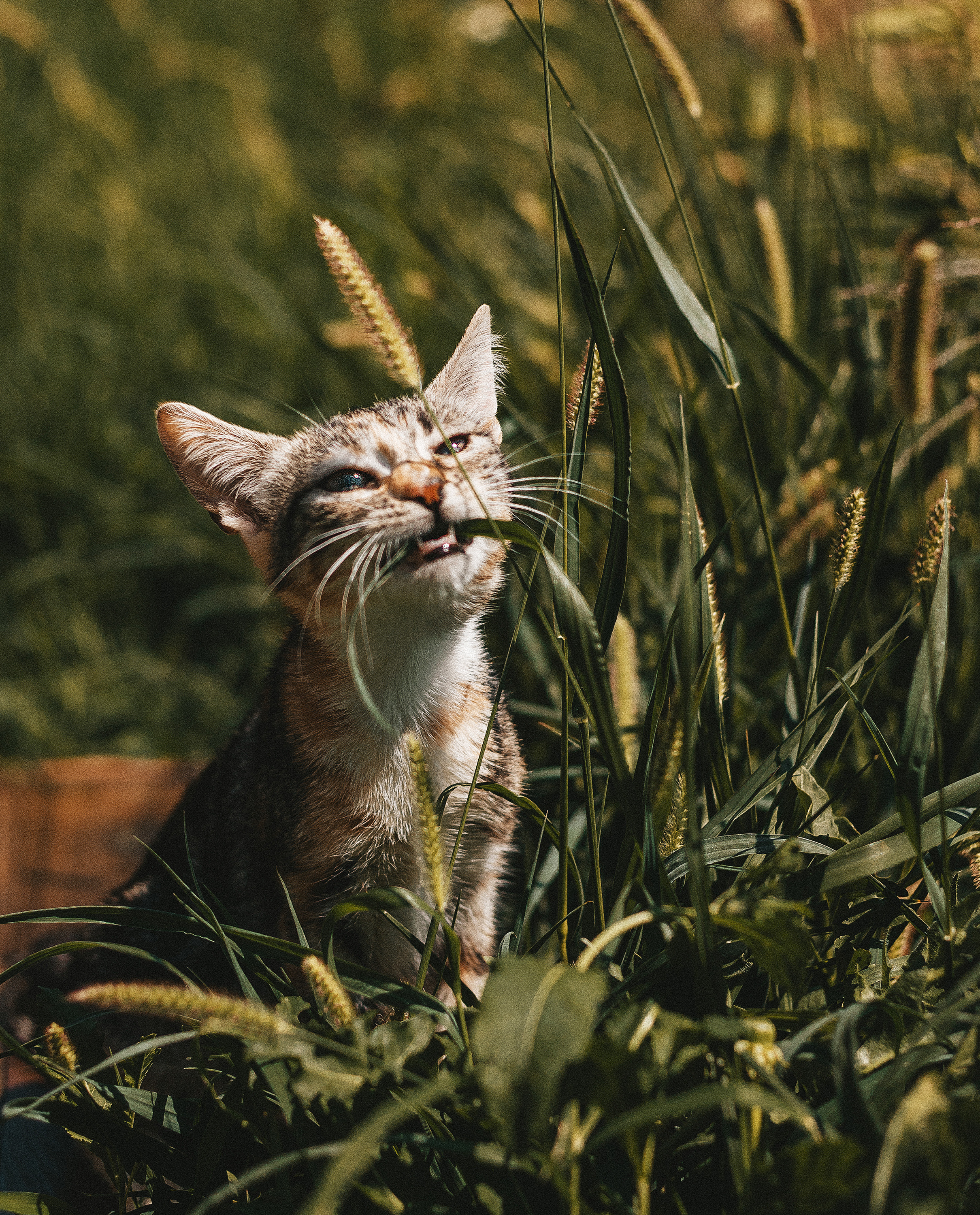 Котики из приюта. Фотограф в Краснодаре Алена Соколовская