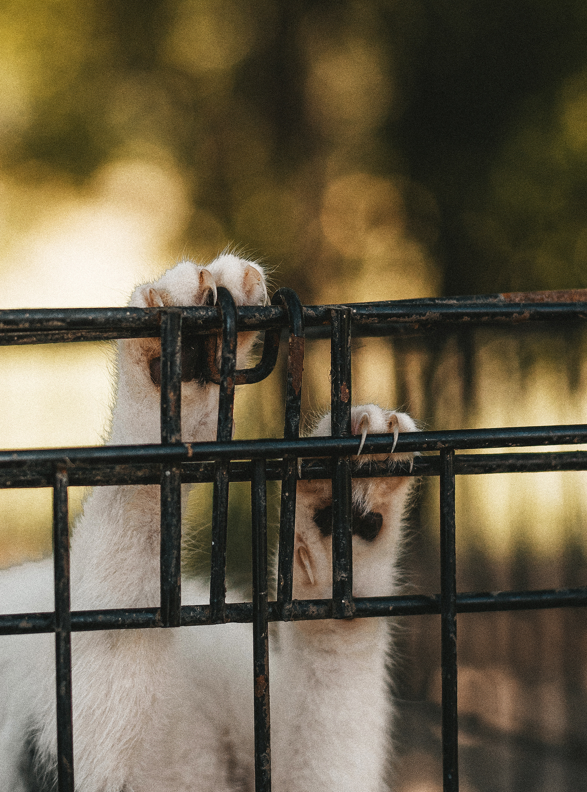 Котики из приюта. Фотограф в Краснодаре Алена Соколовская