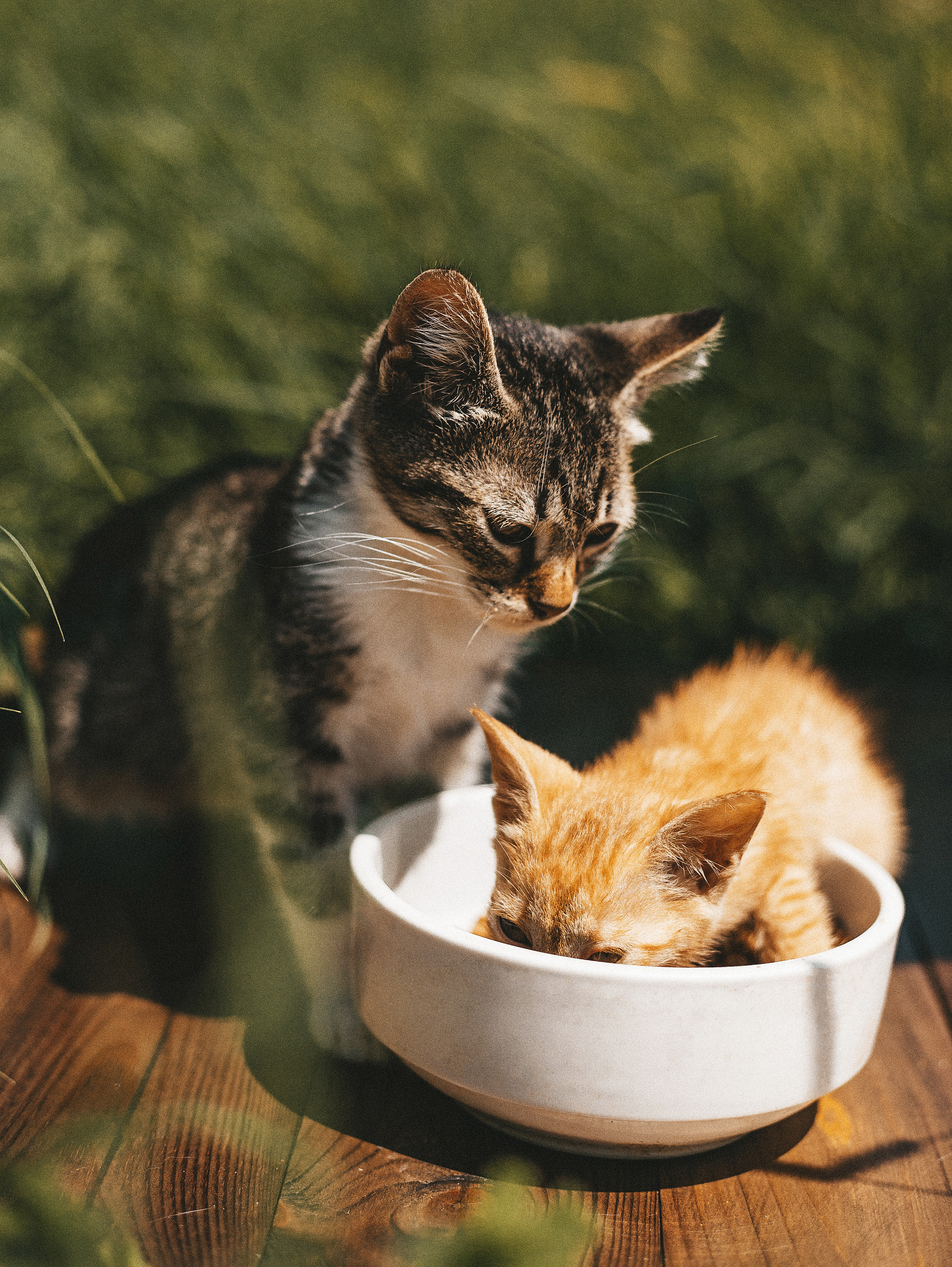 Котики из приюта. Фотограф в Краснодаре Алена Соколовская