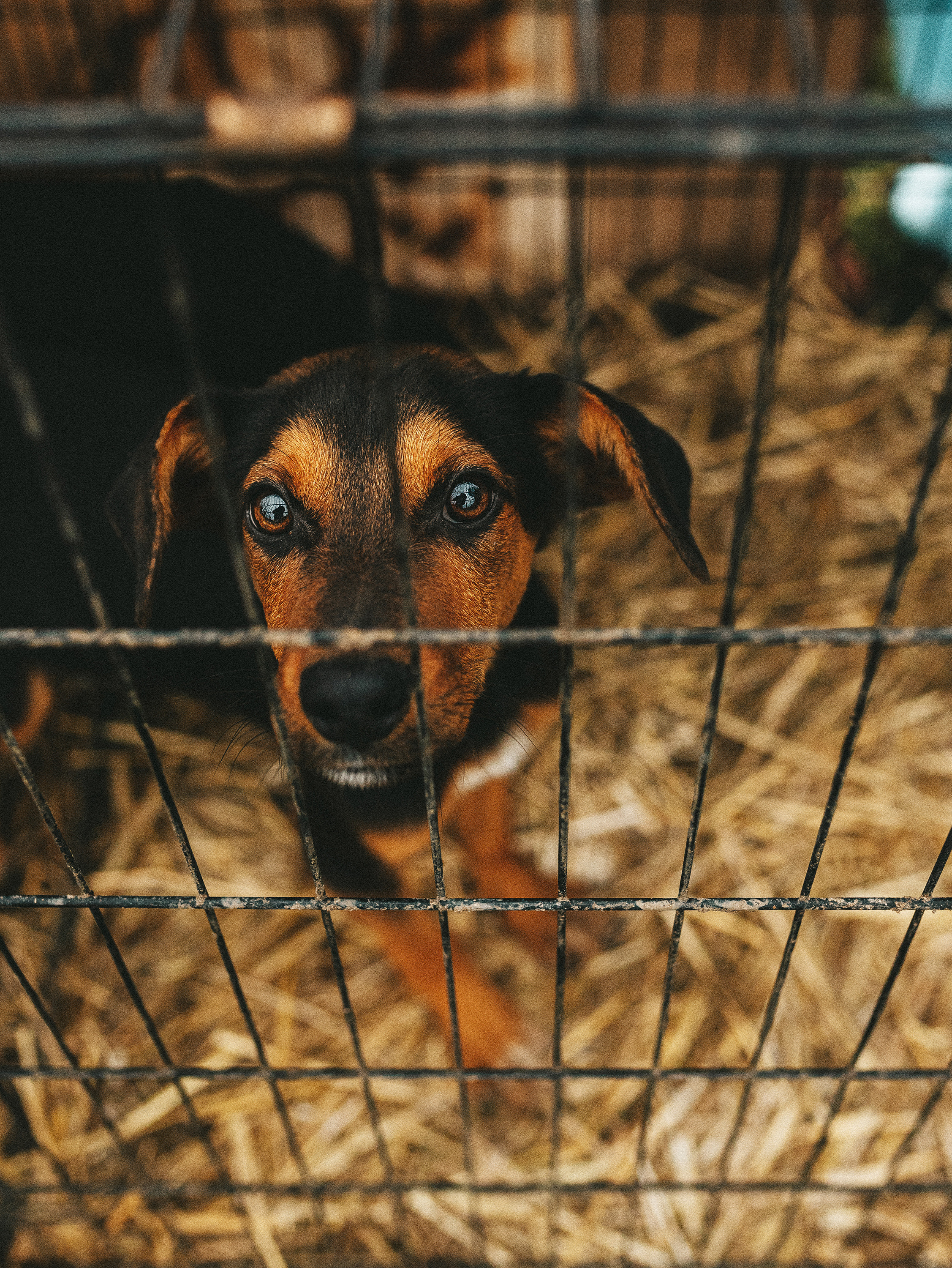 Собаки из приюта. Фотограф в Краснодаре Алена Соколовская