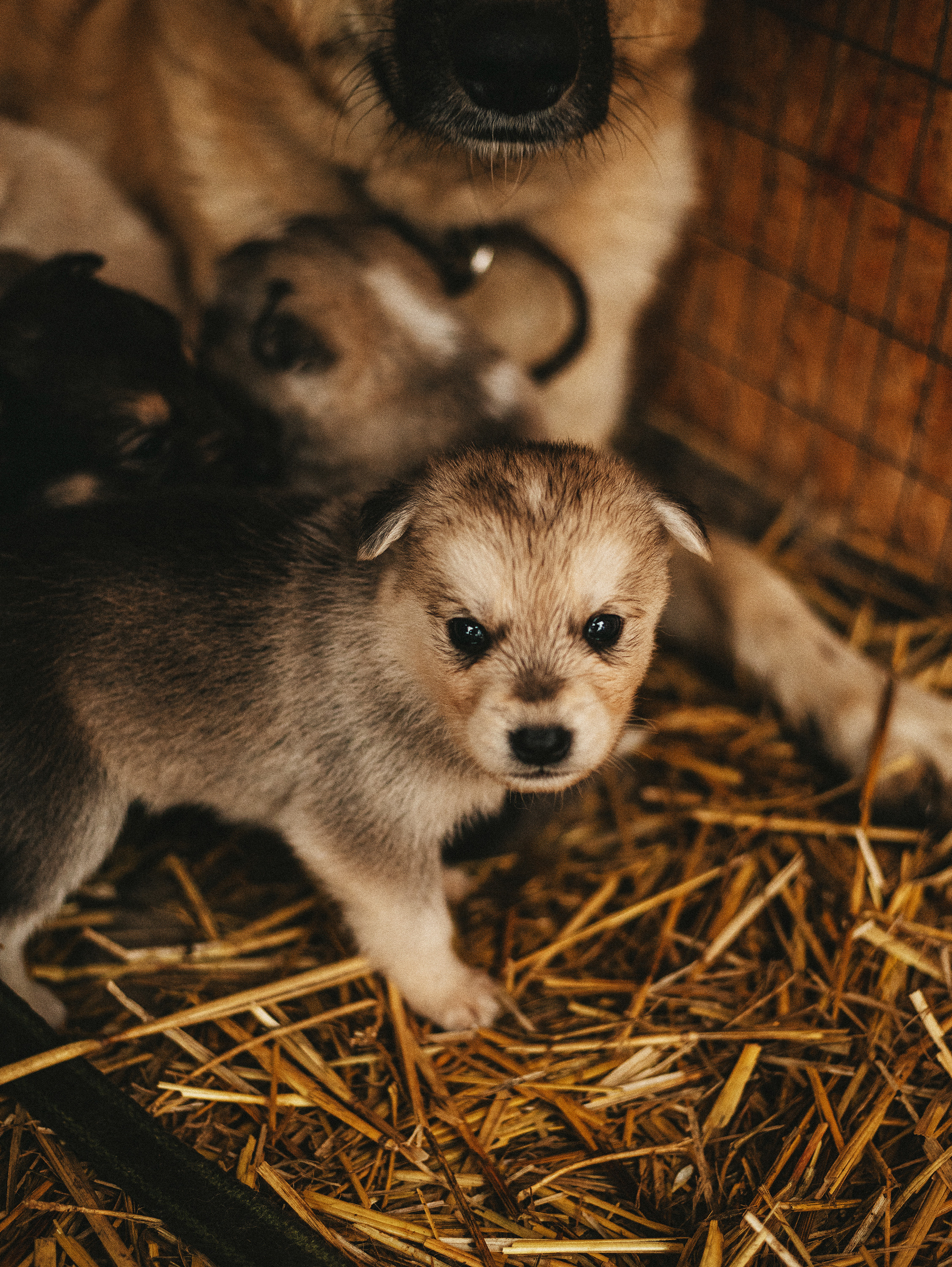 Собаки из приюта. Фотограф в Краснодаре Алена Соколовская