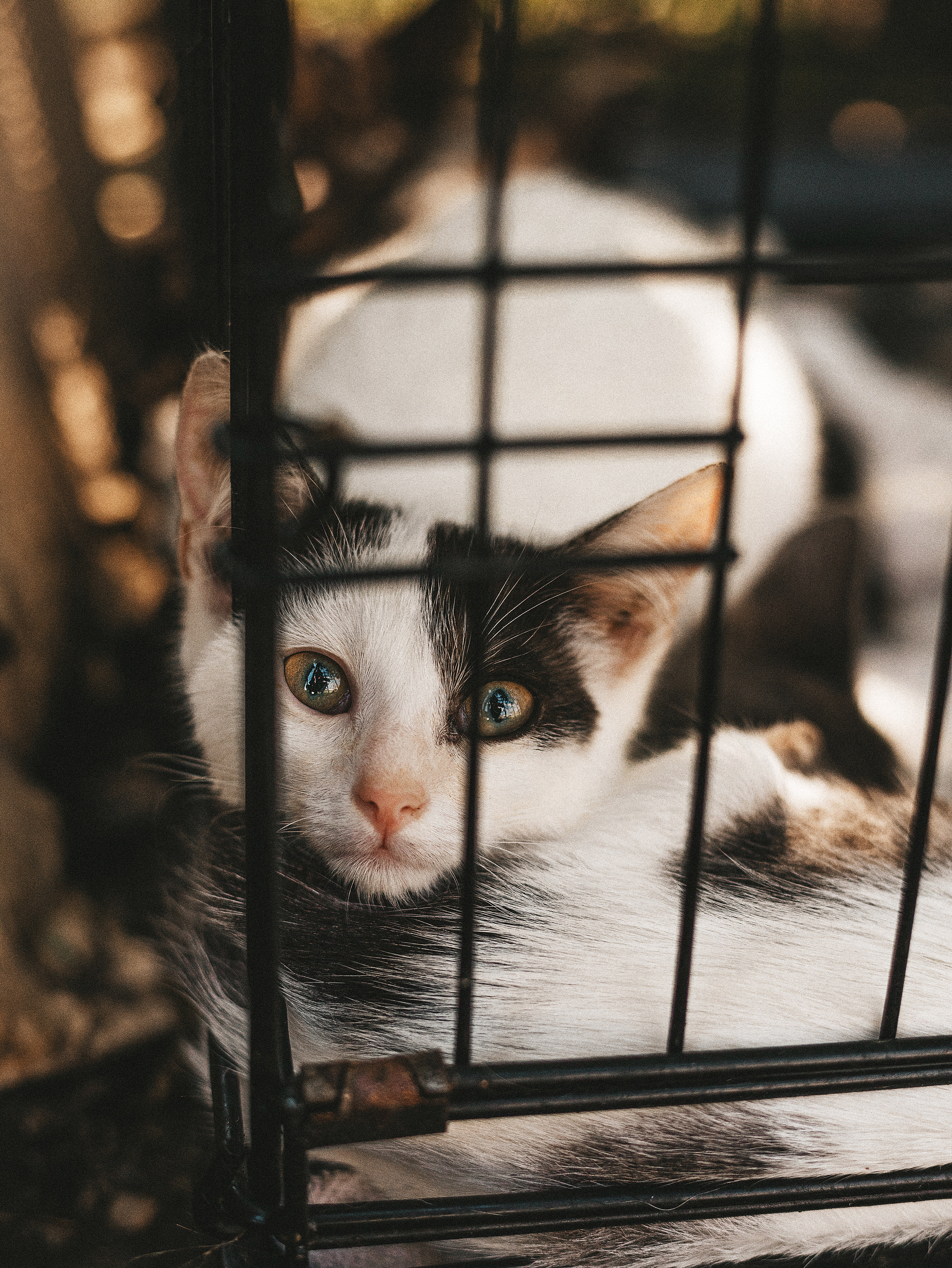 Котики из приюта. Фотограф в Краснодаре Алена Соколовская