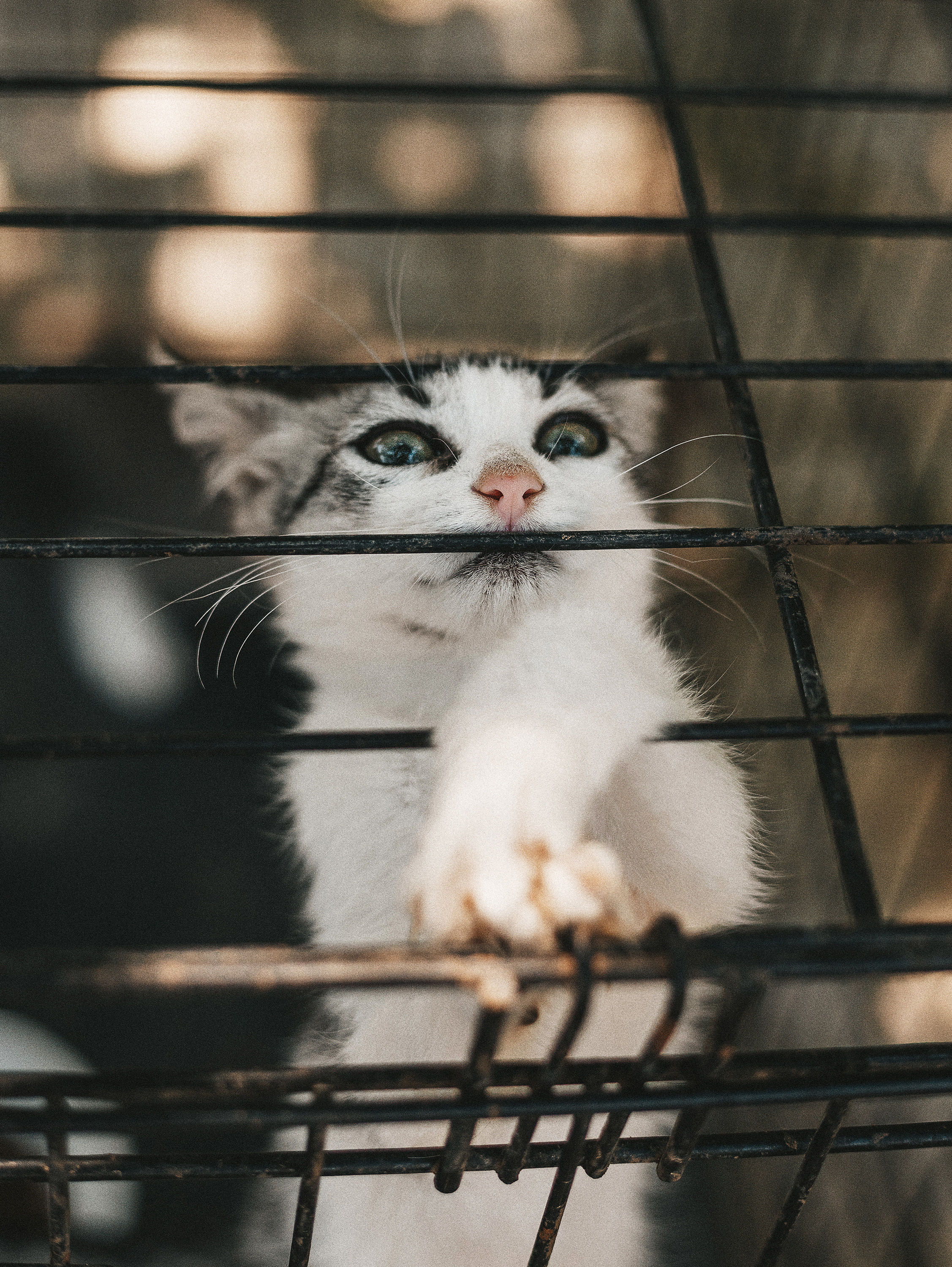 Котики из приюта. Фотограф в Краснодаре Алена Соколовская