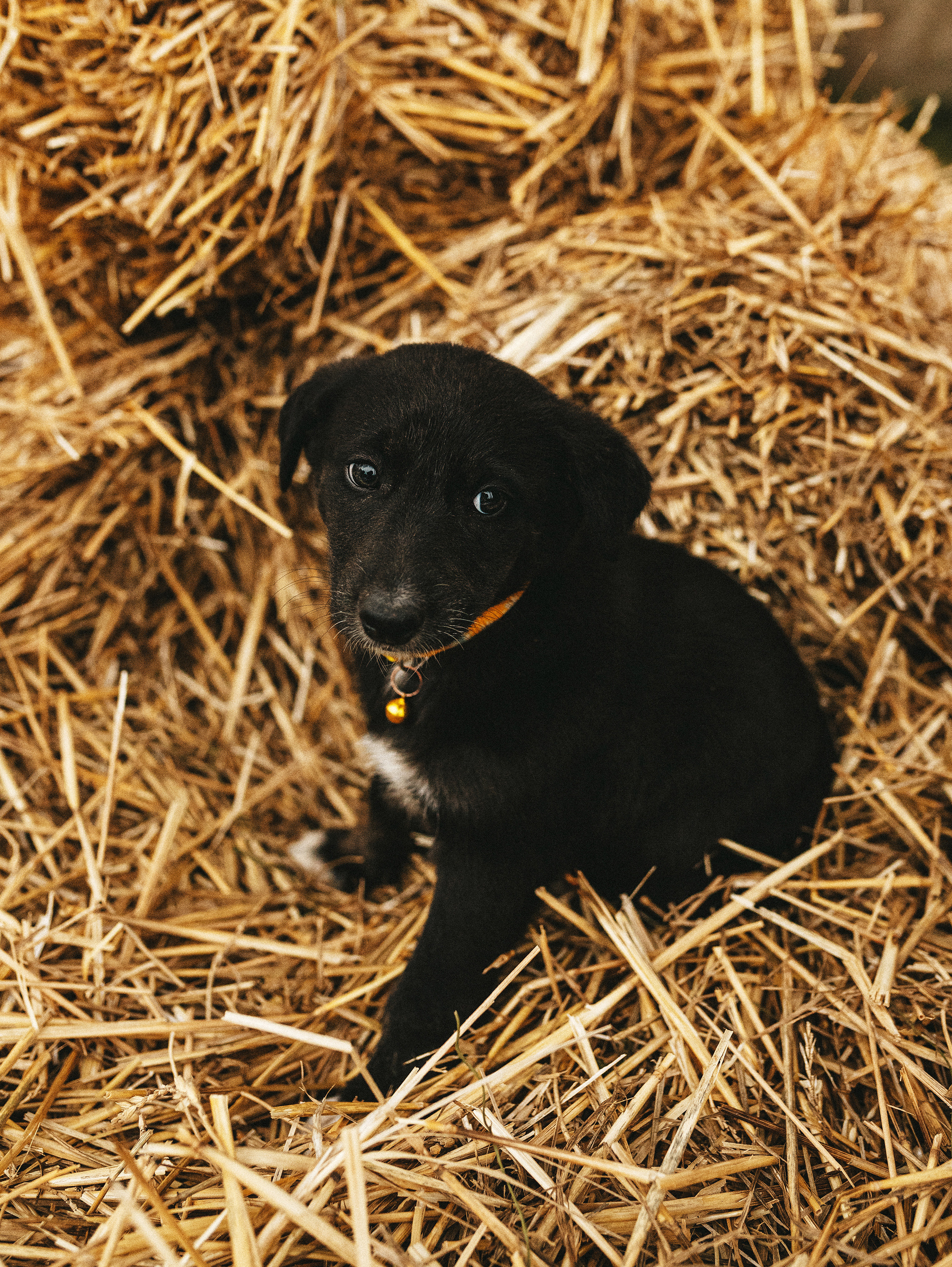 Собаки из приюта. Фотограф в Краснодаре Алена Соколовская