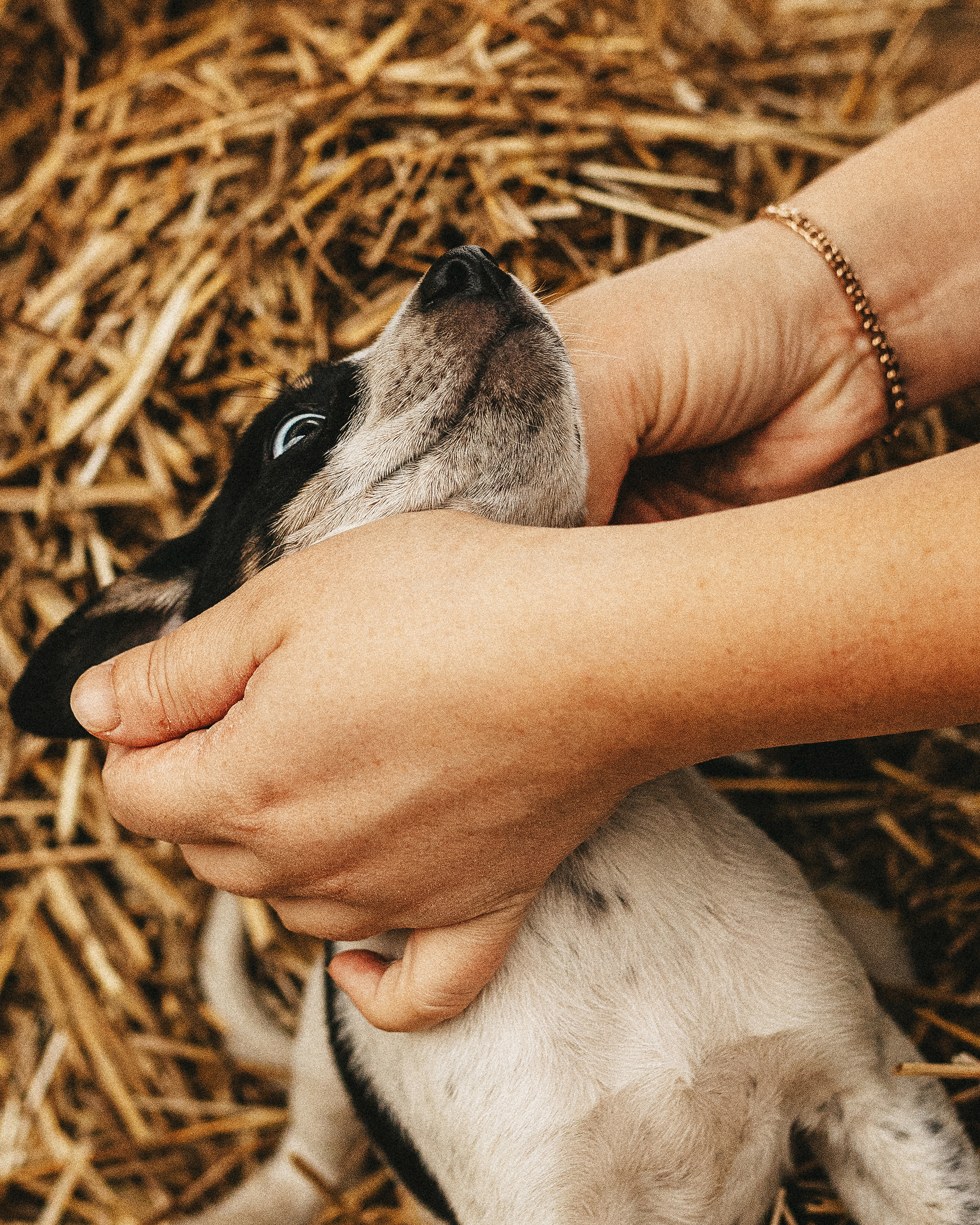Собаки из приюта. Фотограф в Краснодаре Алена Соколовская