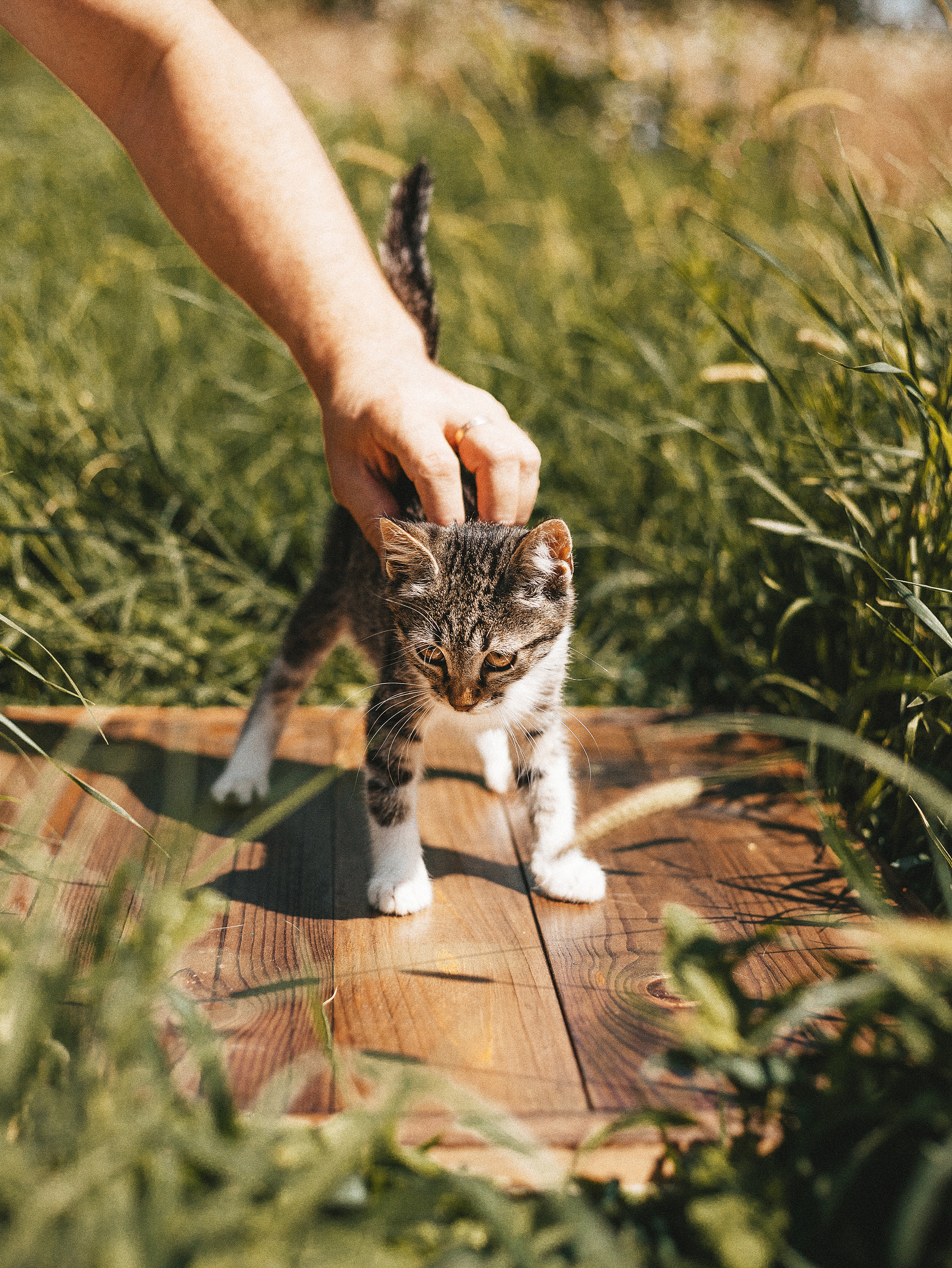 Котики из приюта. Фотограф в Краснодаре Алена Соколовская