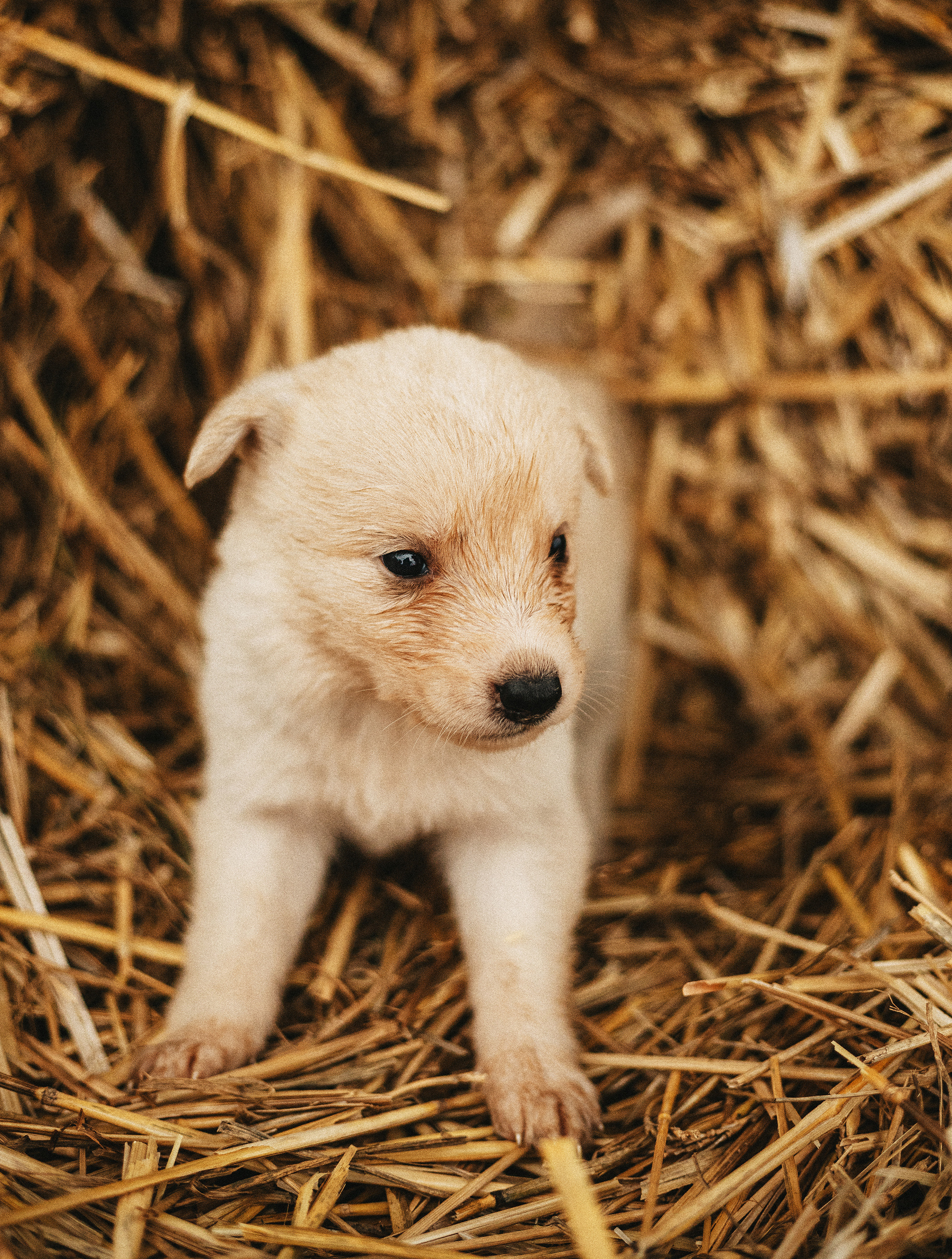Собаки из приюта. Фотограф в Краснодаре Алена Соколовская