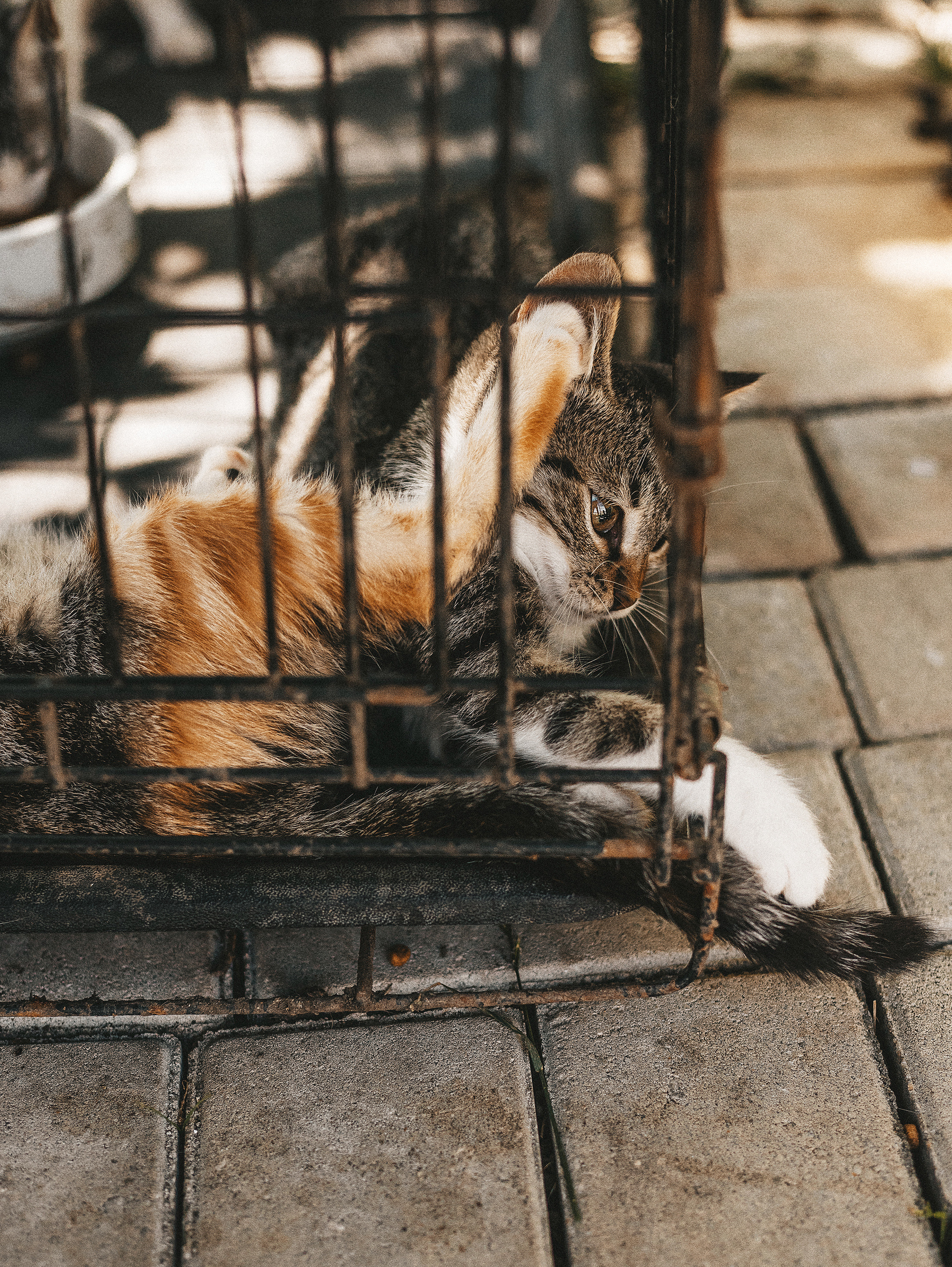 Котики из приюта. Фотограф в Краснодаре Алена Соколовская