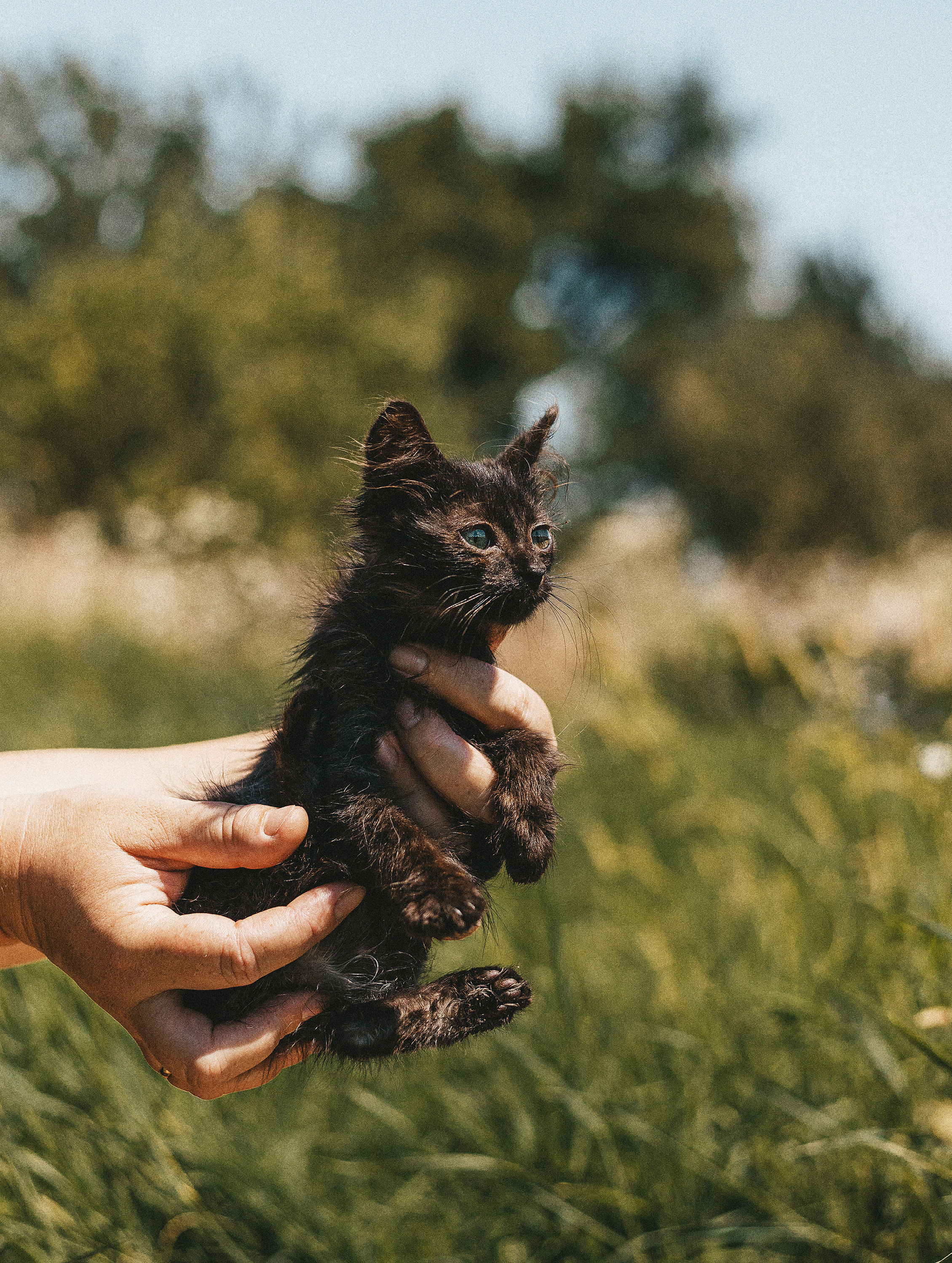 Котики из приюта. Фотограф в Краснодаре Алена Соколовская