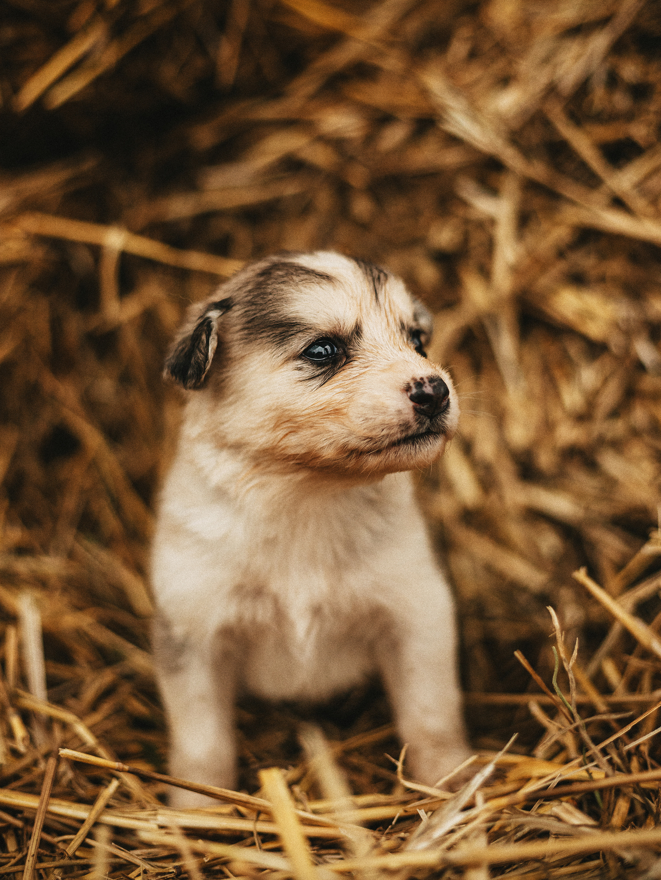 Собаки из приюта. Фотограф в Краснодаре Алена Соколовская