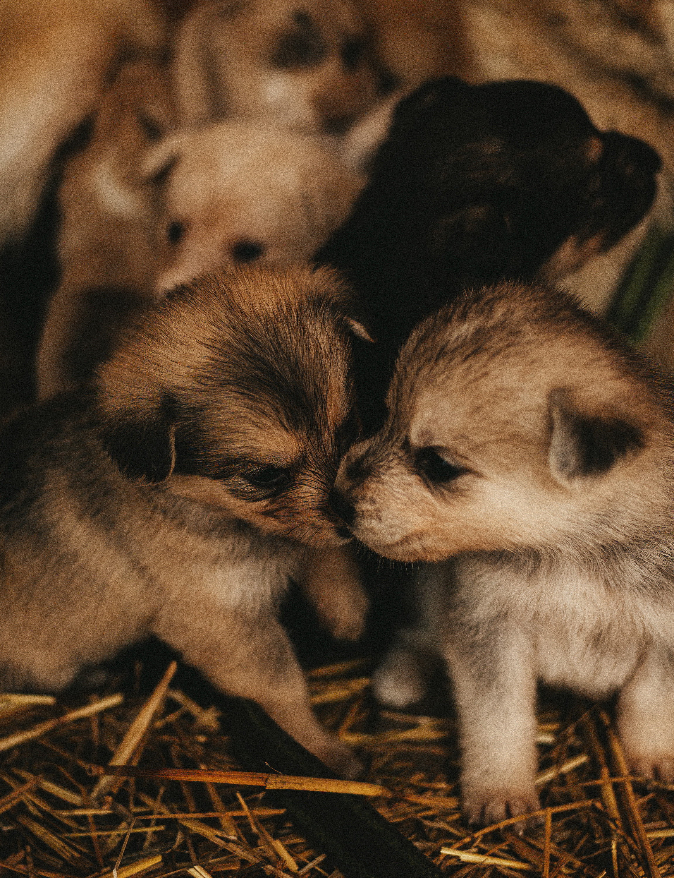 Собаки из приюта. Фотограф в Краснодаре Алена Соколовская