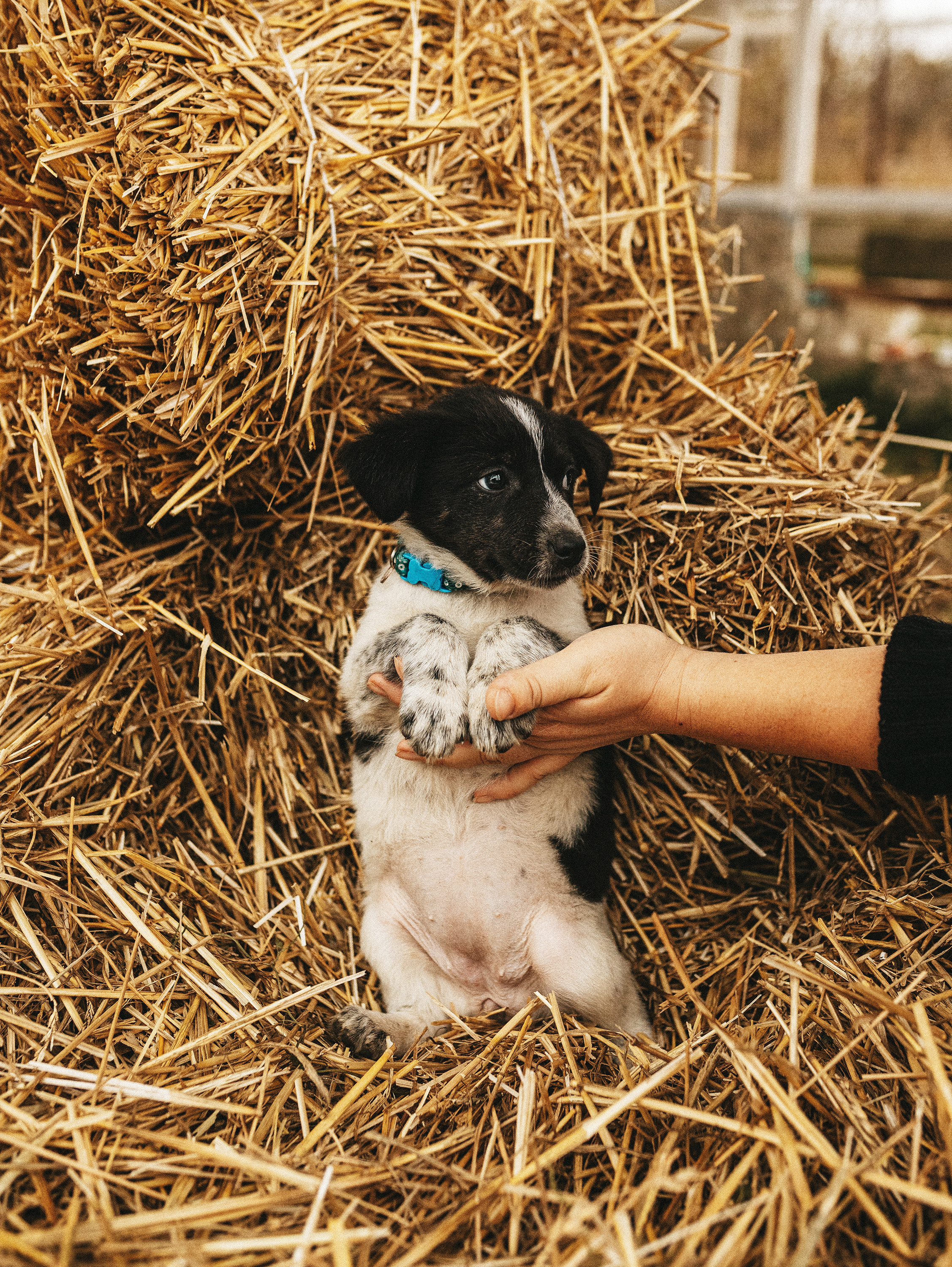 Собаки из приюта. Фотограф в Краснодаре Алена Соколовская
