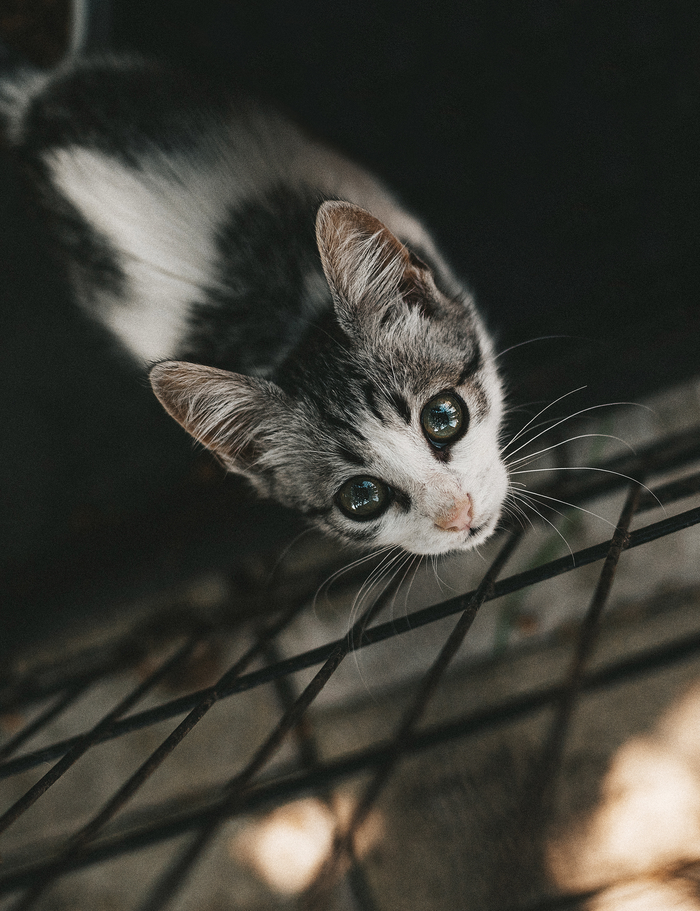 Котики из приюта. Фотограф в Краснодаре Алена Соколовская