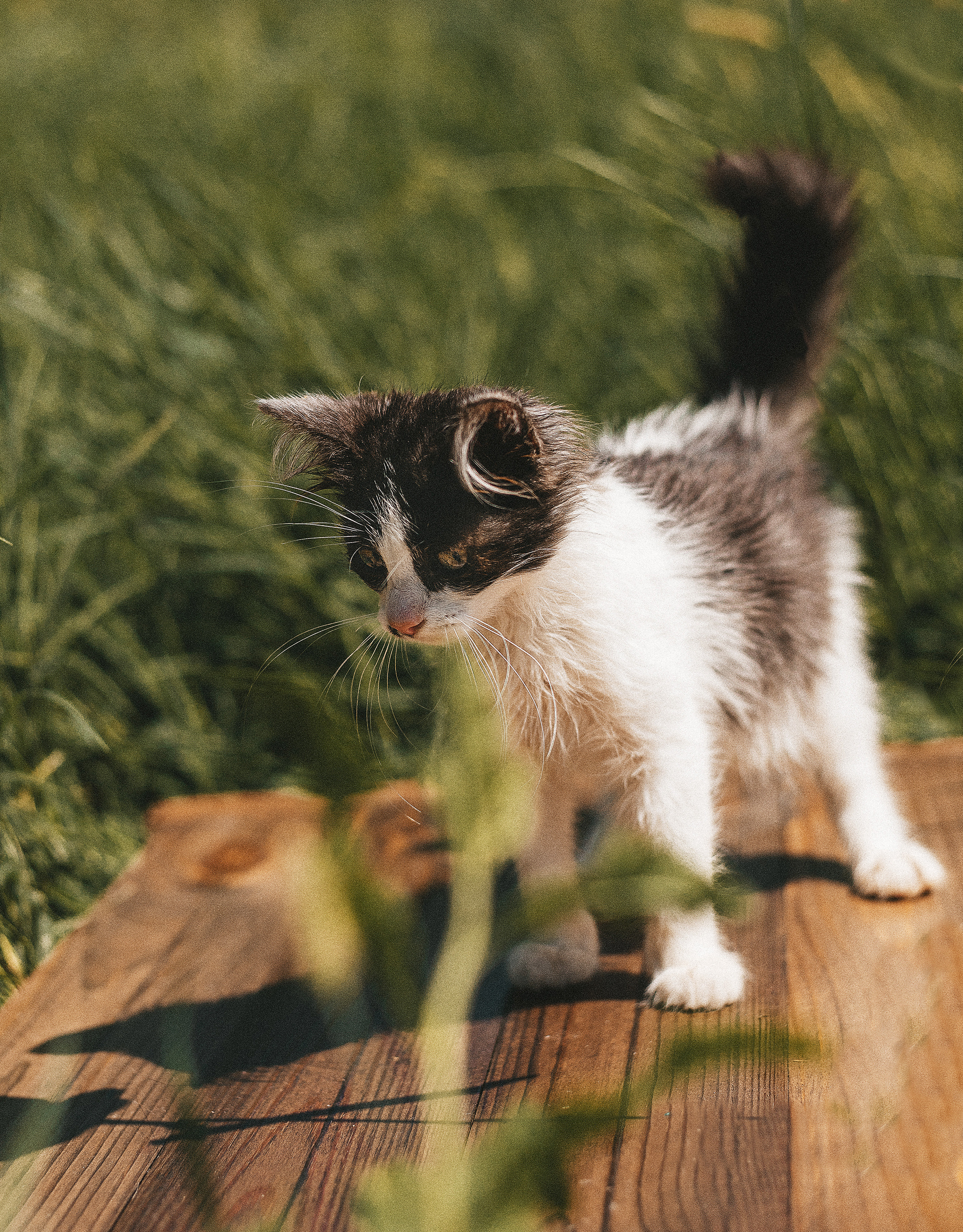 Котики из приюта. Фотограф в Краснодаре Алена Соколовская