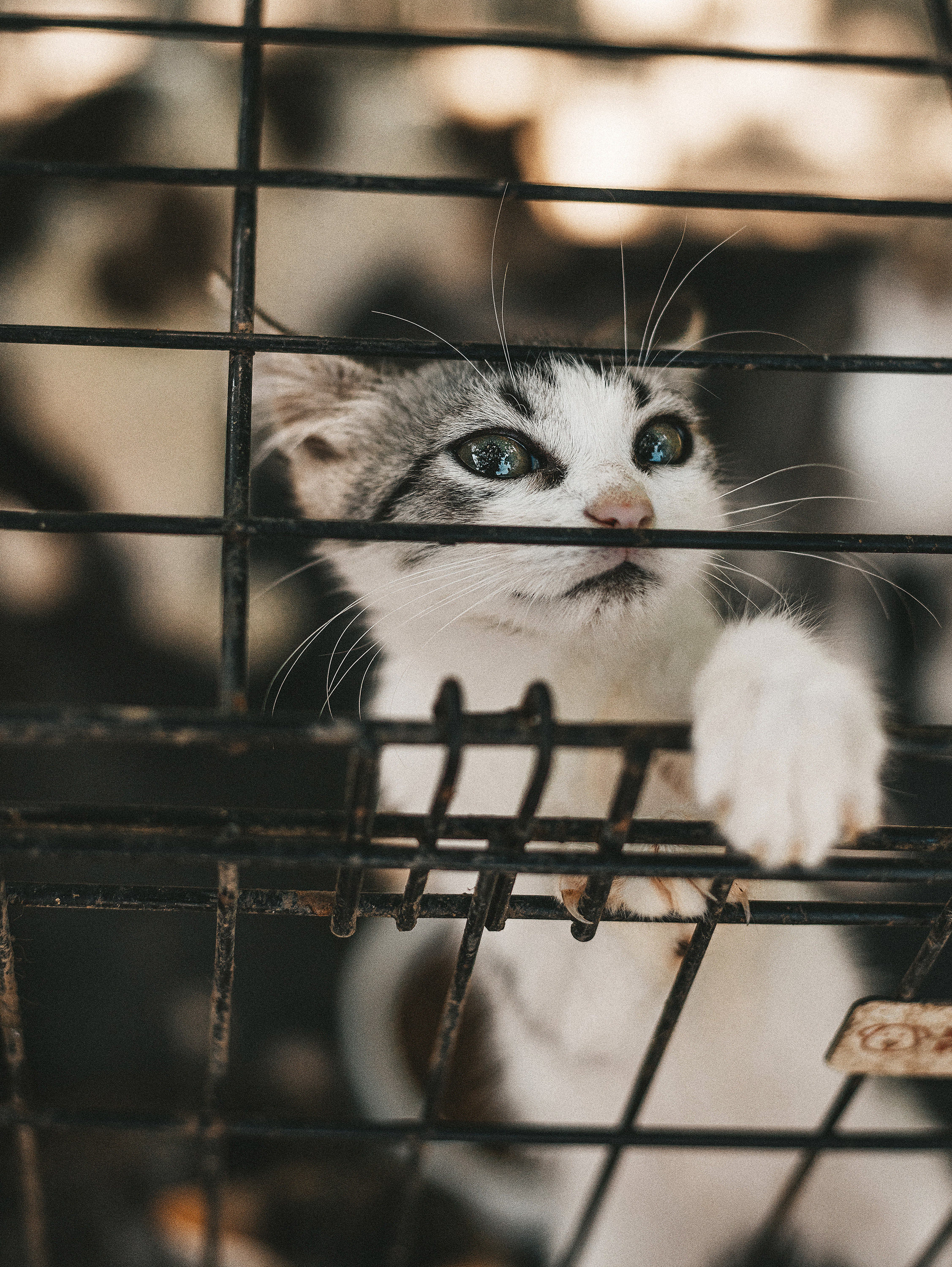 Котики из приюта. Фотограф в Краснодаре Алена Соколовская