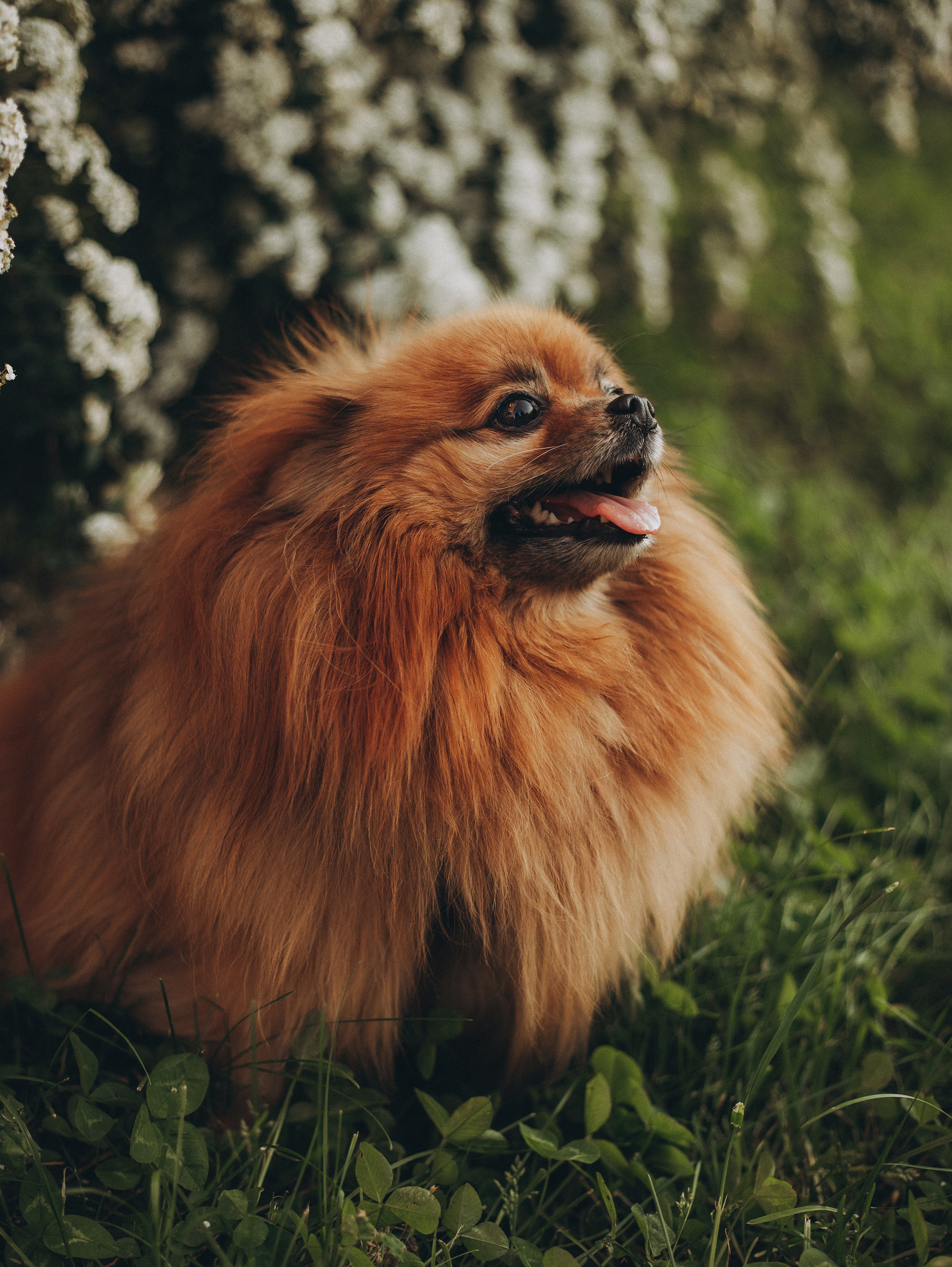 Саша и Ричи. Фотограф в Краснодаре Алена Соколовская