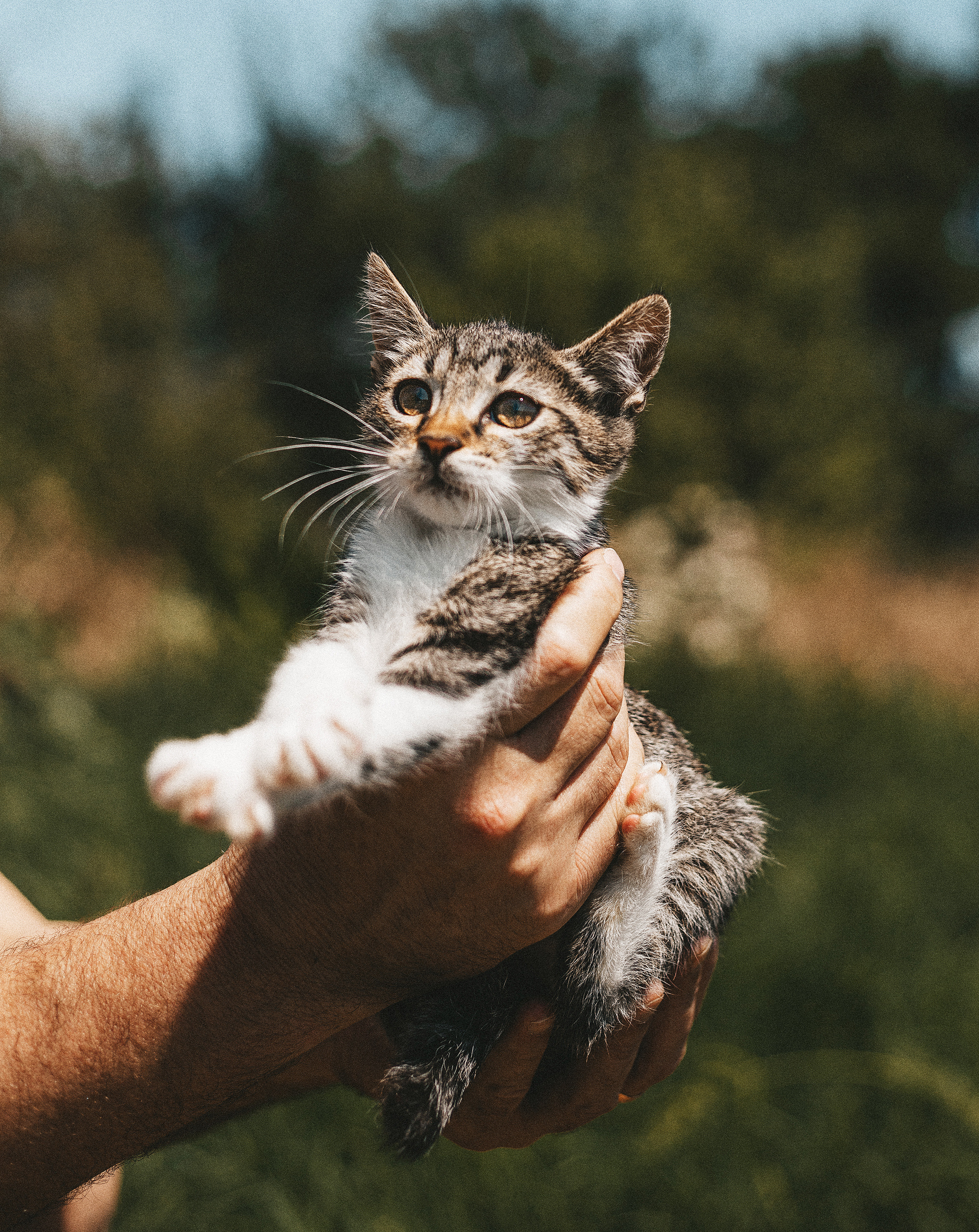 Котики из приюта. Фотограф в Краснодаре Алена Соколовская