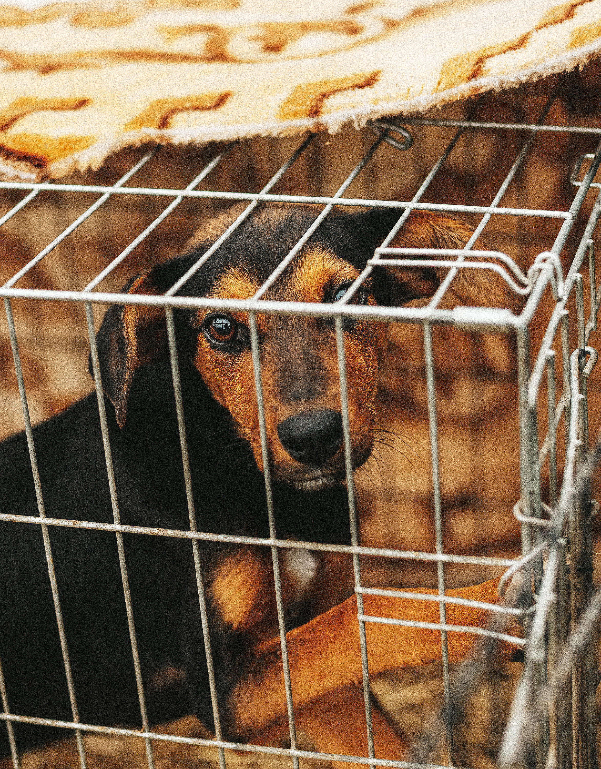 Собаки из приюта. Фотограф в Краснодаре Алена Соколовская
