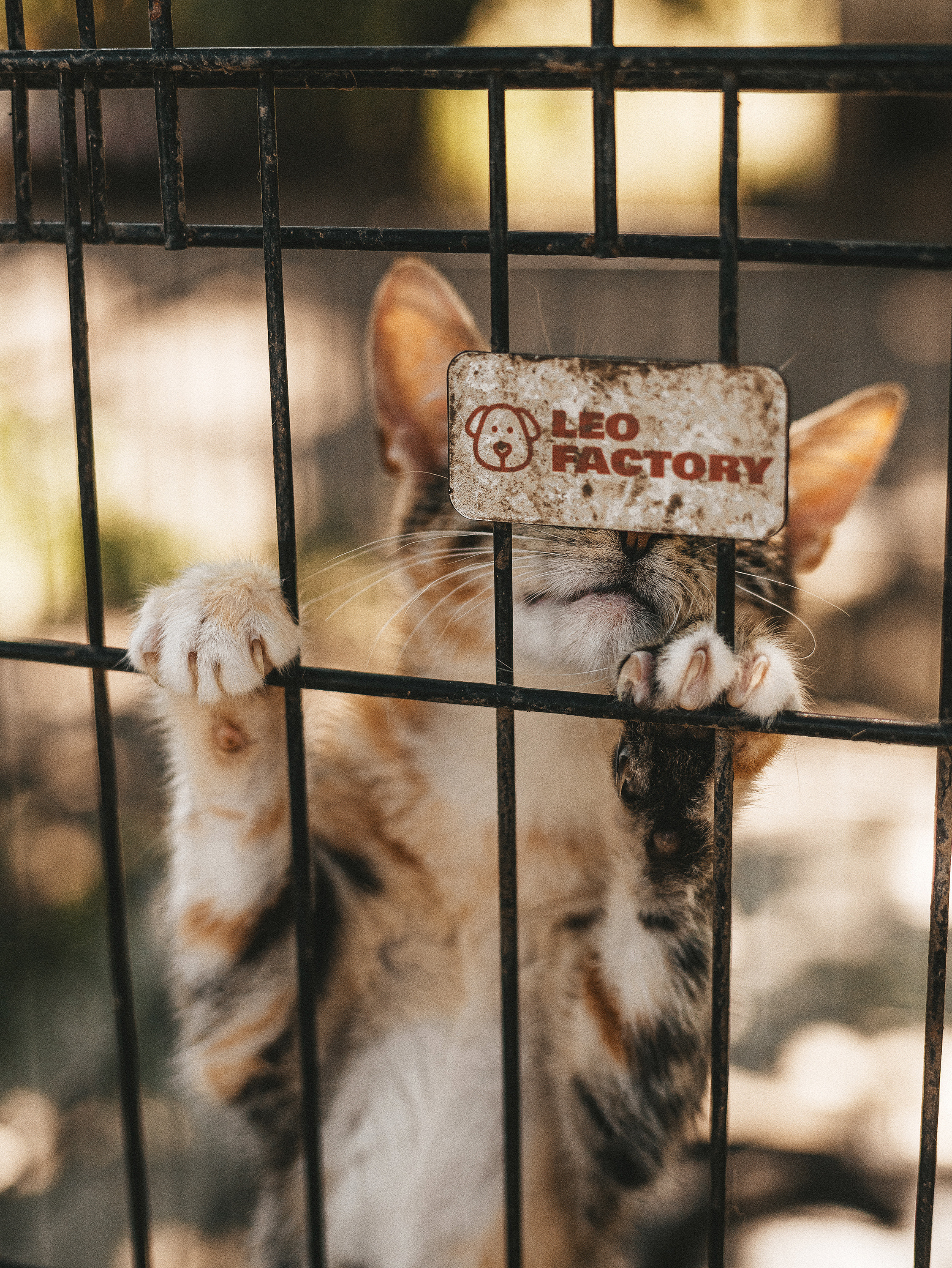 Котики из приюта. Фотограф в Краснодаре Алена Соколовская