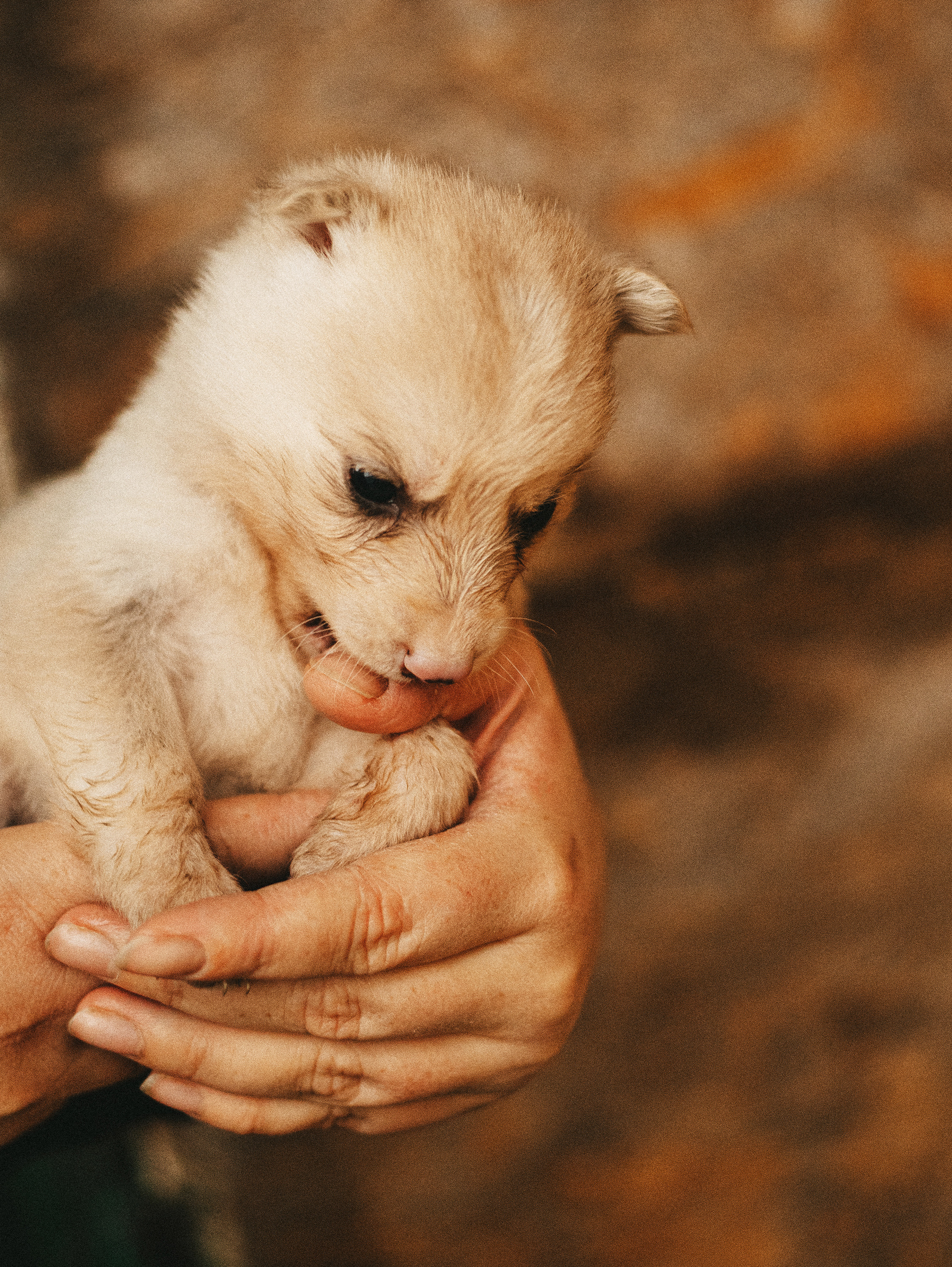 Собаки из приюта. Фотограф в Краснодаре Алена Соколовская