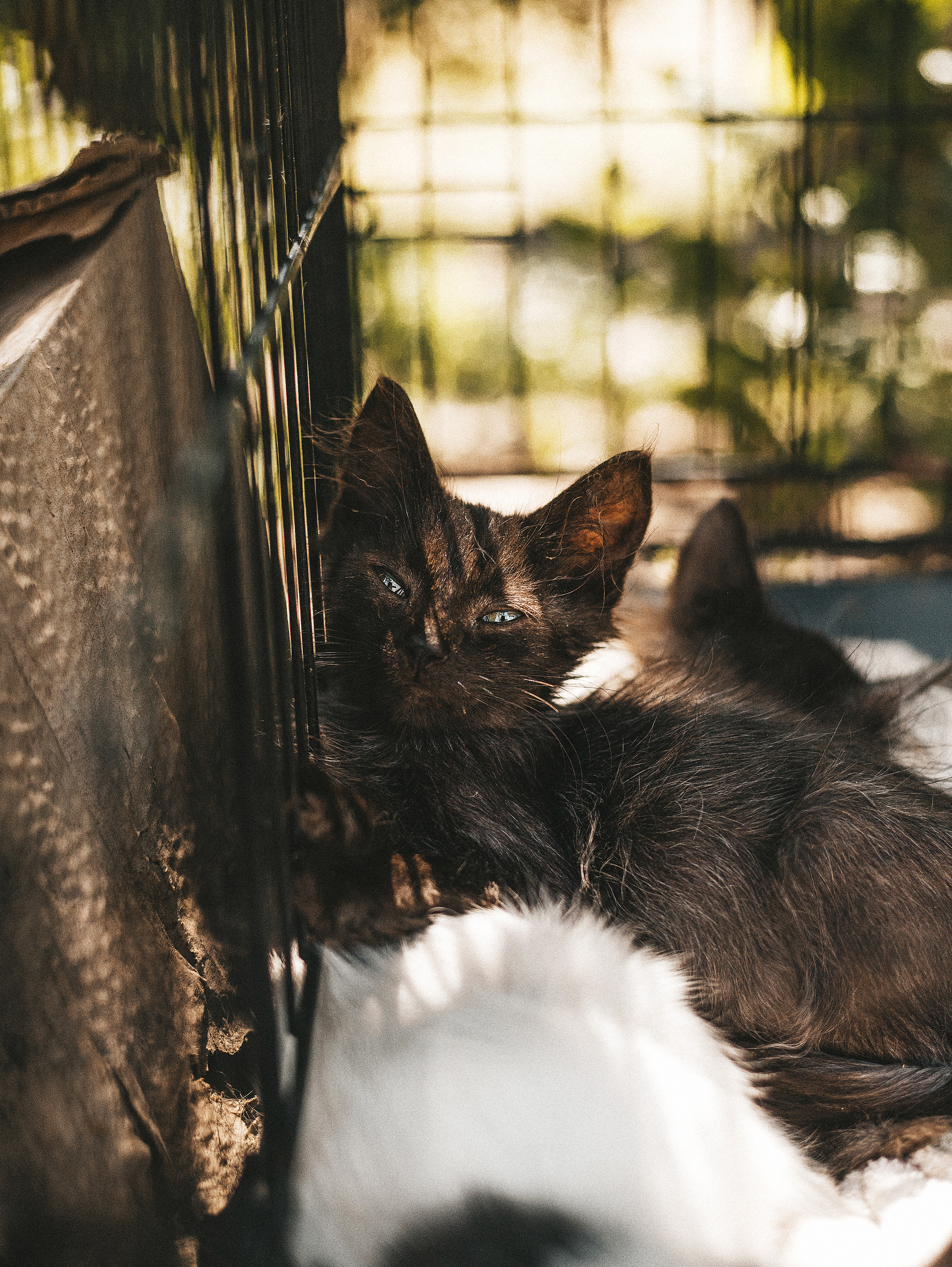 Котики из приюта. Фотограф в Краснодаре Алена Соколовская