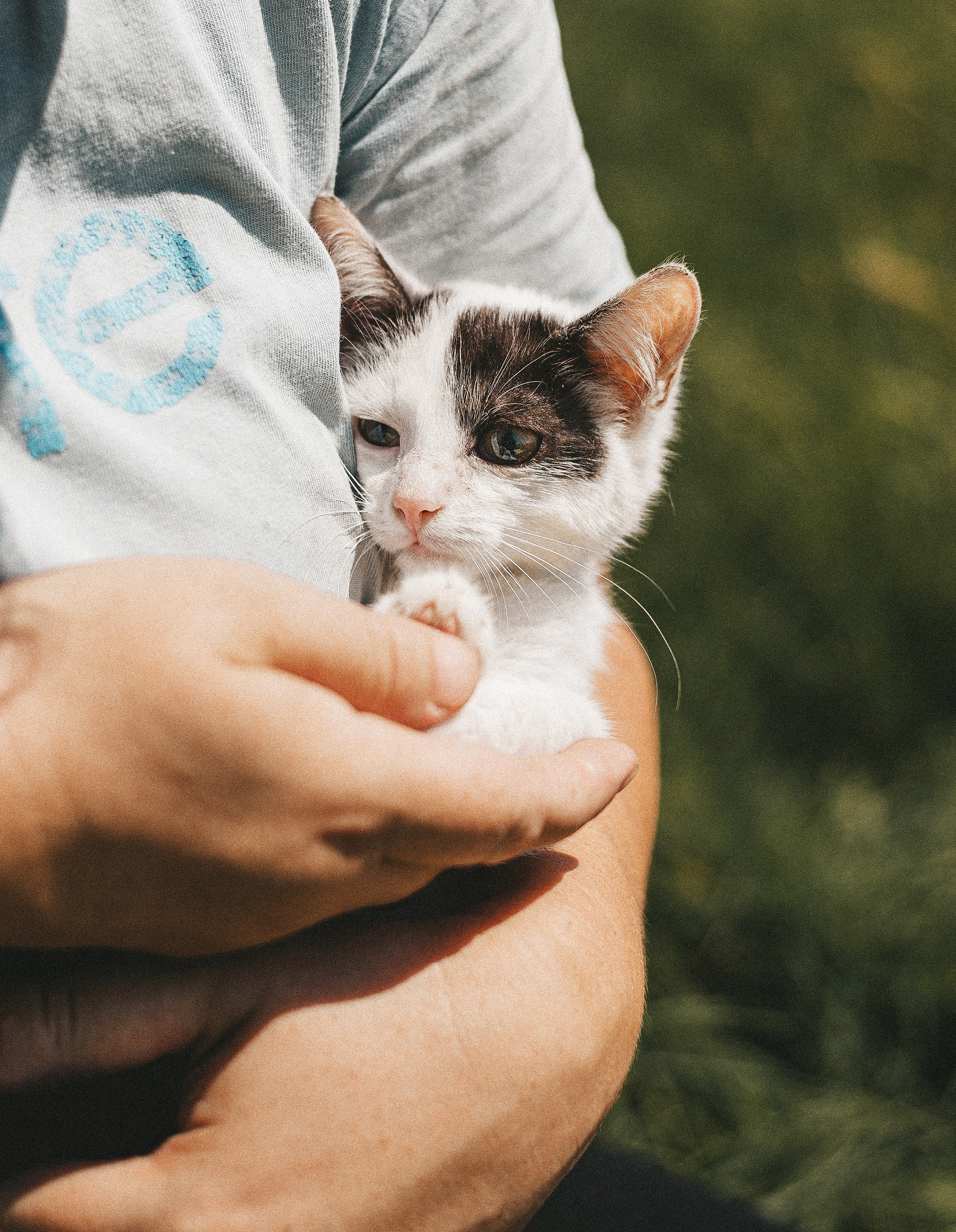 Котики из приюта. Фотограф в Краснодаре Алена Соколовская