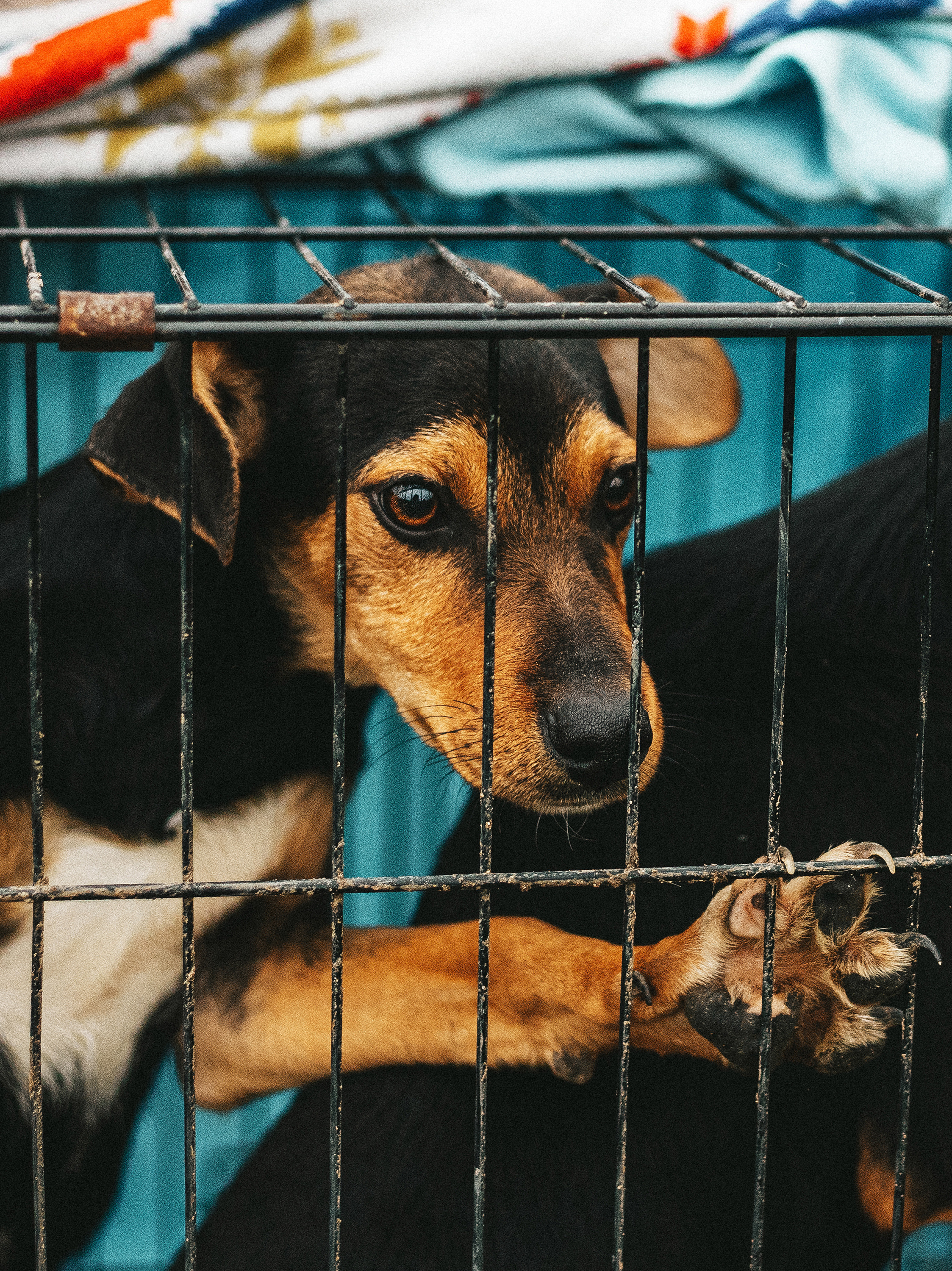 Собаки из приюта. Фотограф в Краснодаре Алена Соколовская