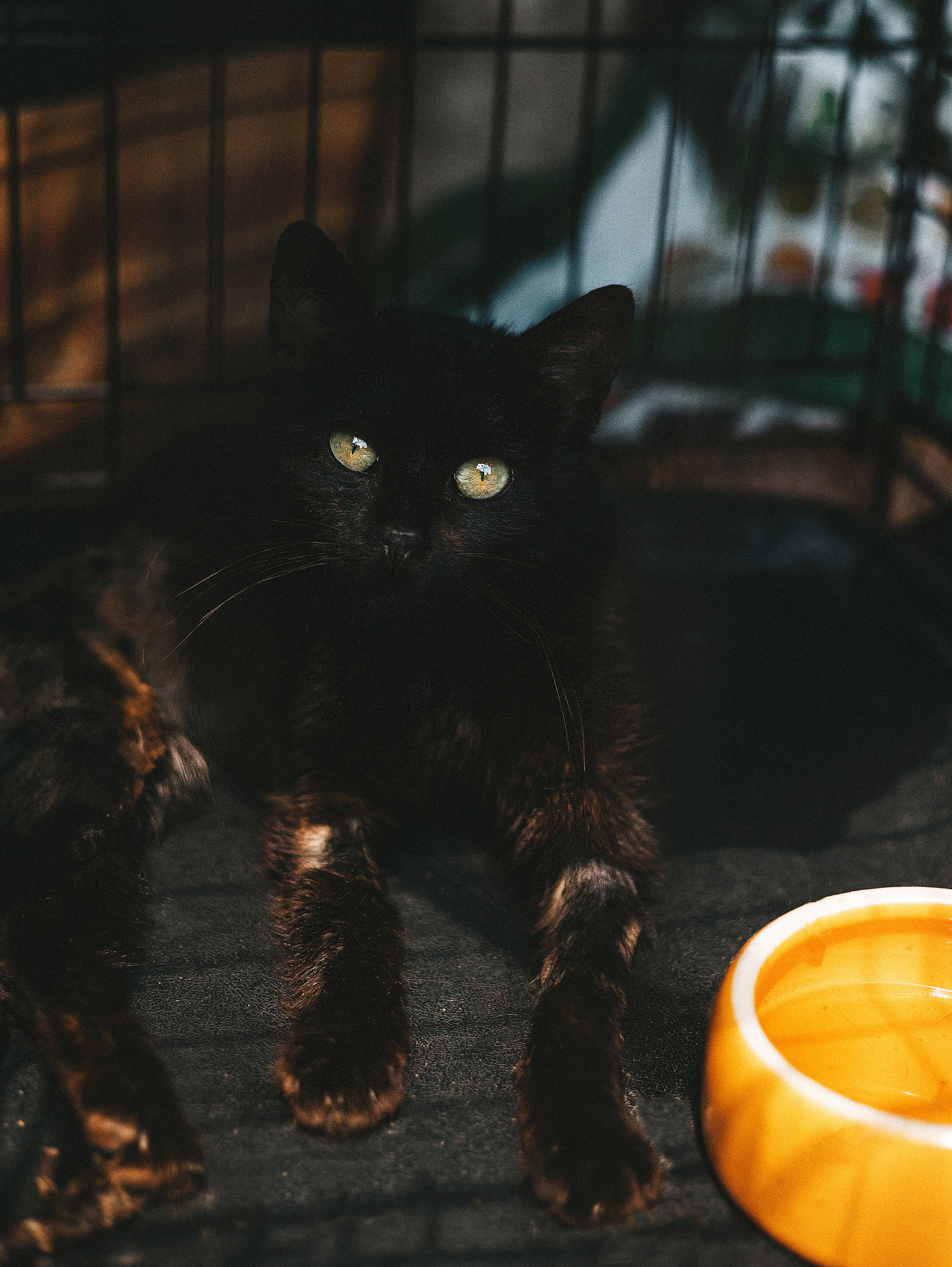 Котики из приюта. Фотограф в Краснодаре Алена Соколовская