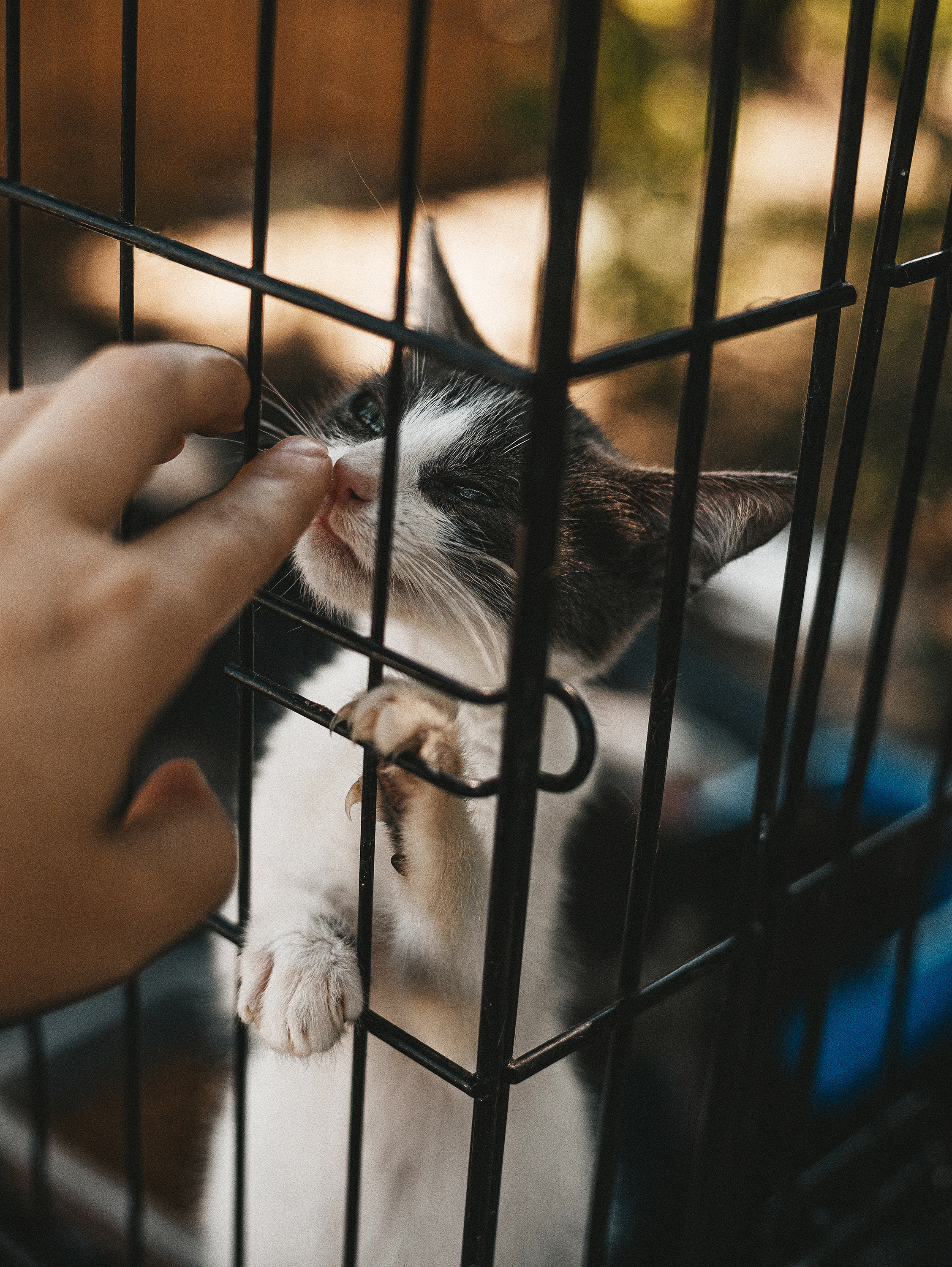 Котики из приюта. Фотограф в Краснодаре Алена Соколовская