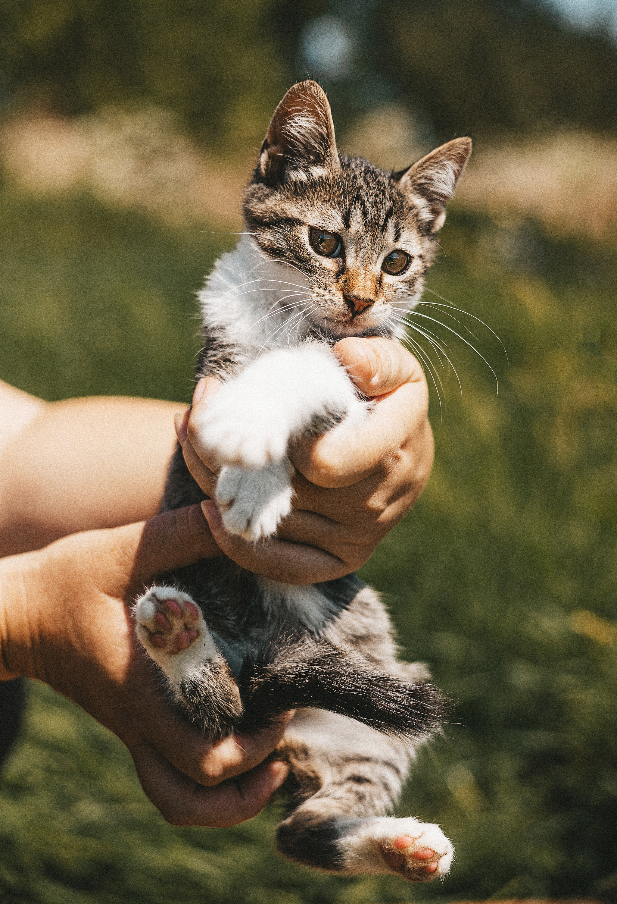Котики из приюта. Фотограф в Краснодаре Алена Соколовская