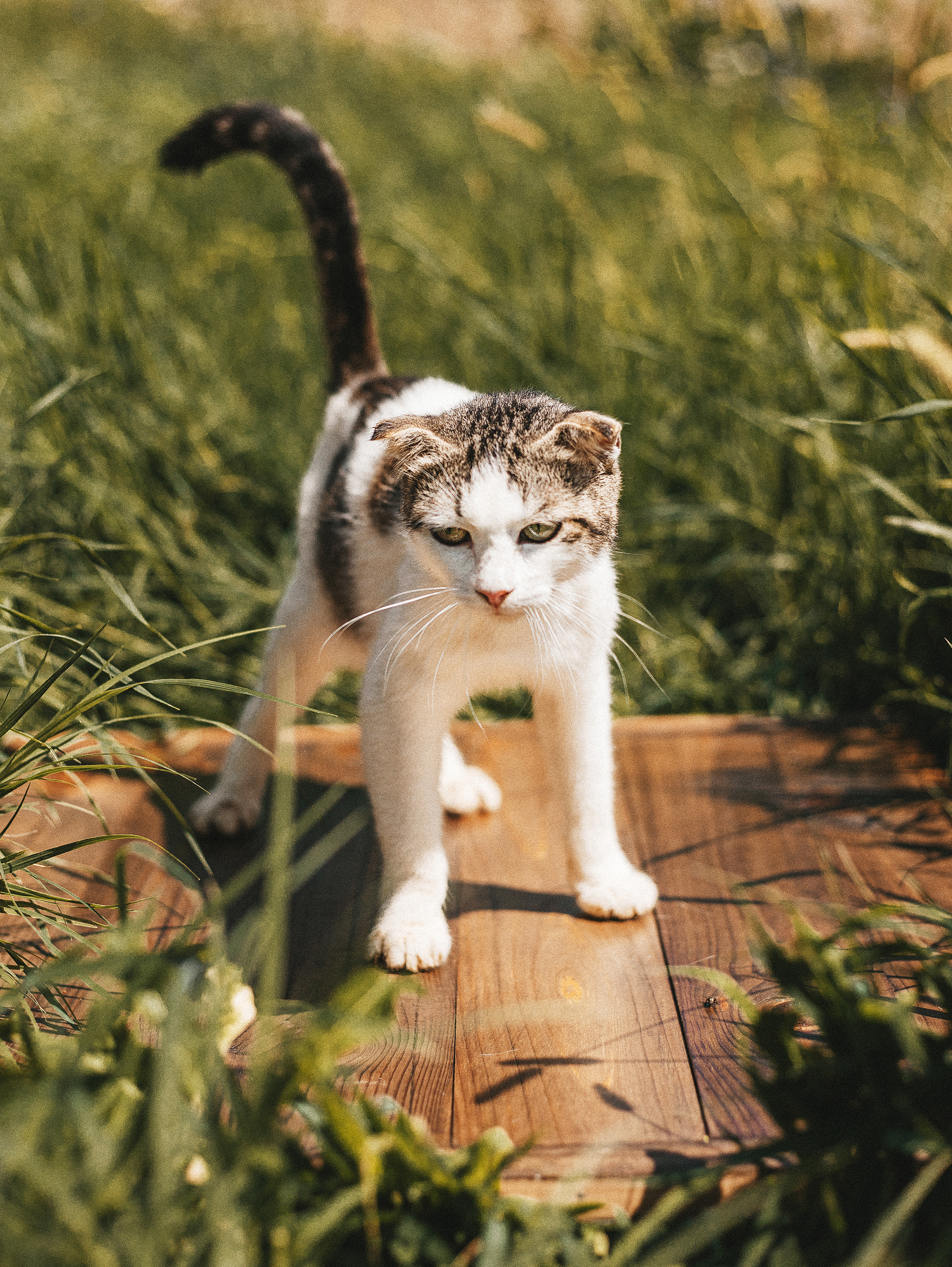 Котики из приюта. Фотограф в Краснодаре Алена Соколовская