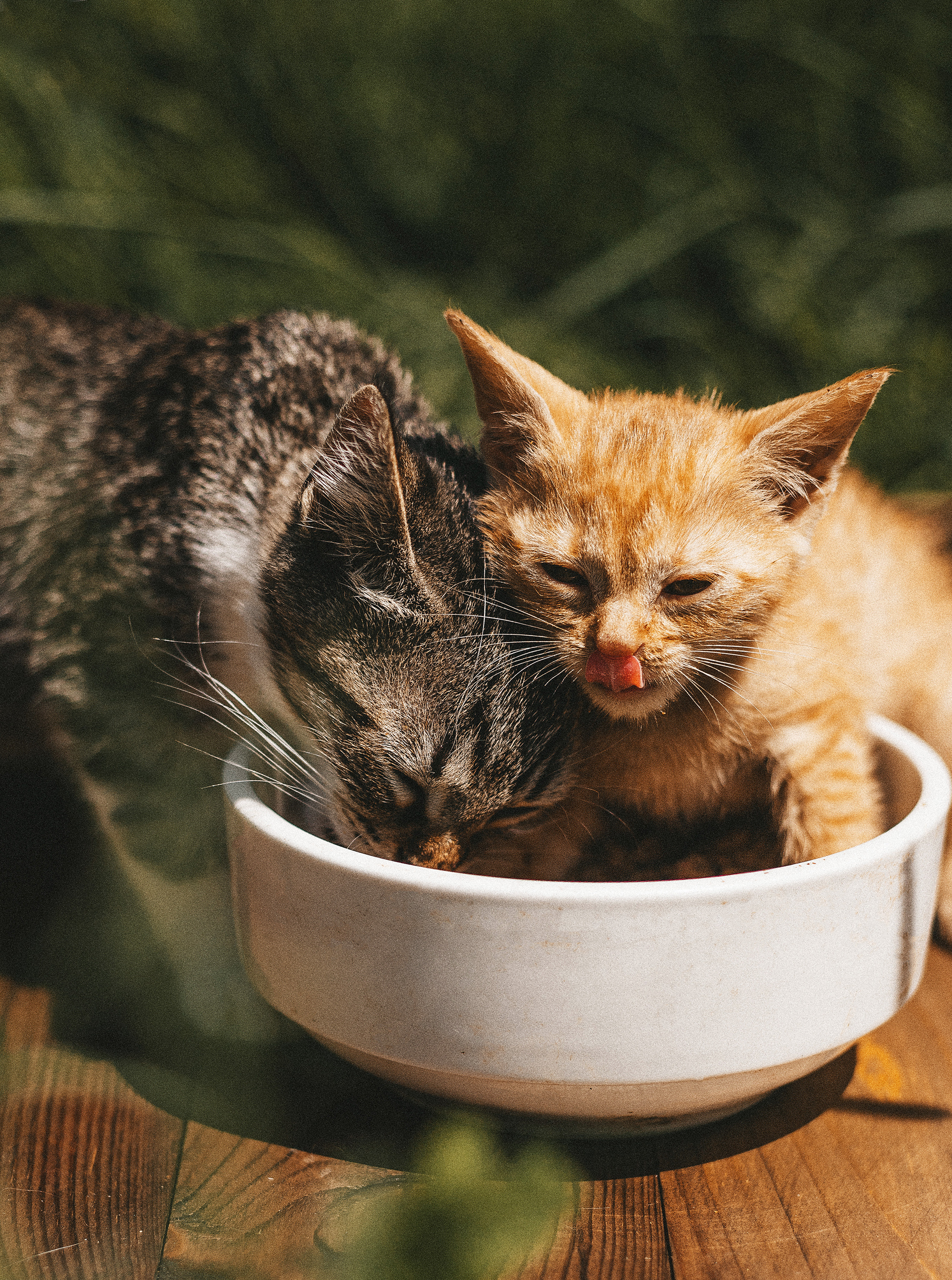 Котики из приюта. Фотограф в Краснодаре Алена Соколовская