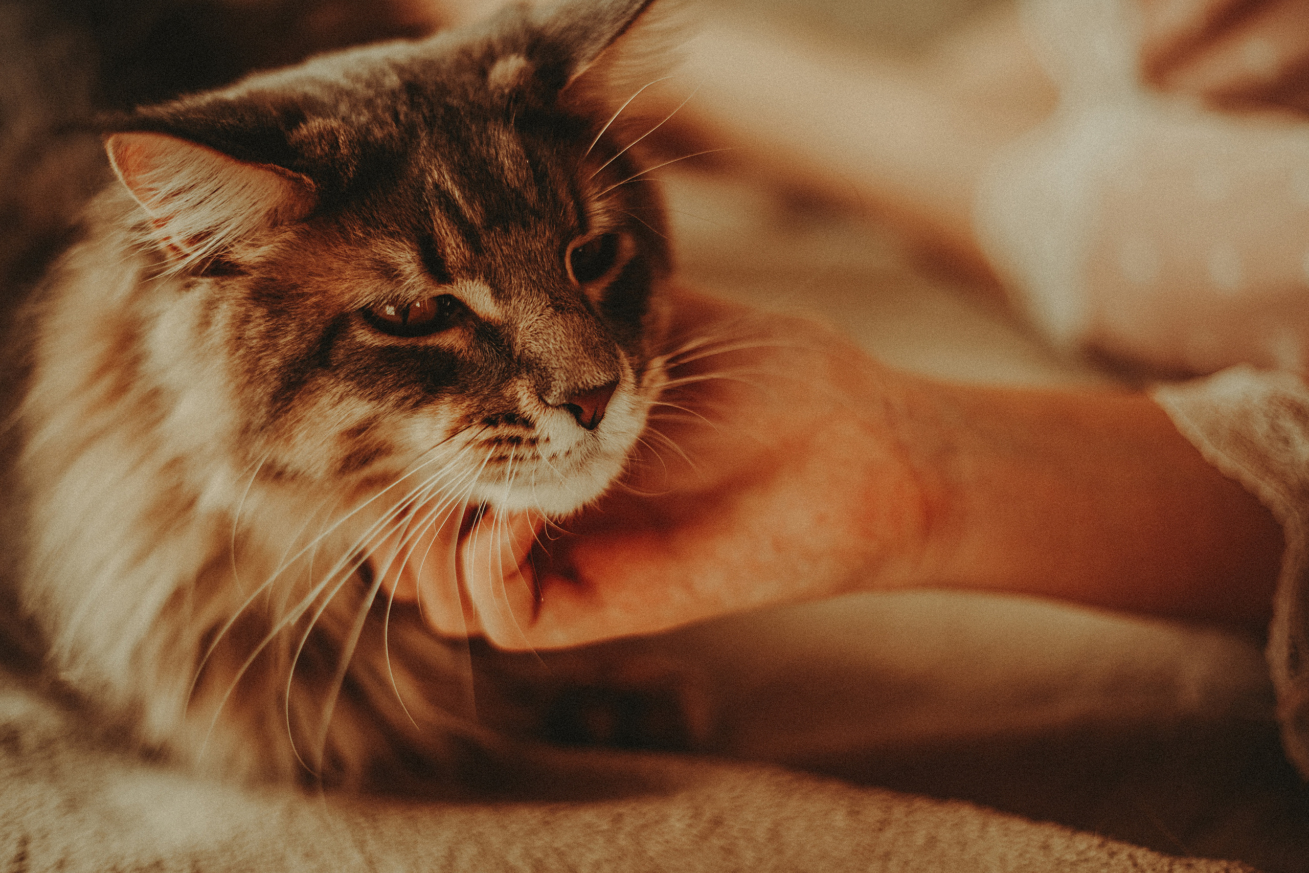 Владислава и Харлей. Фотограф в Краснодаре Алена Соколовская
