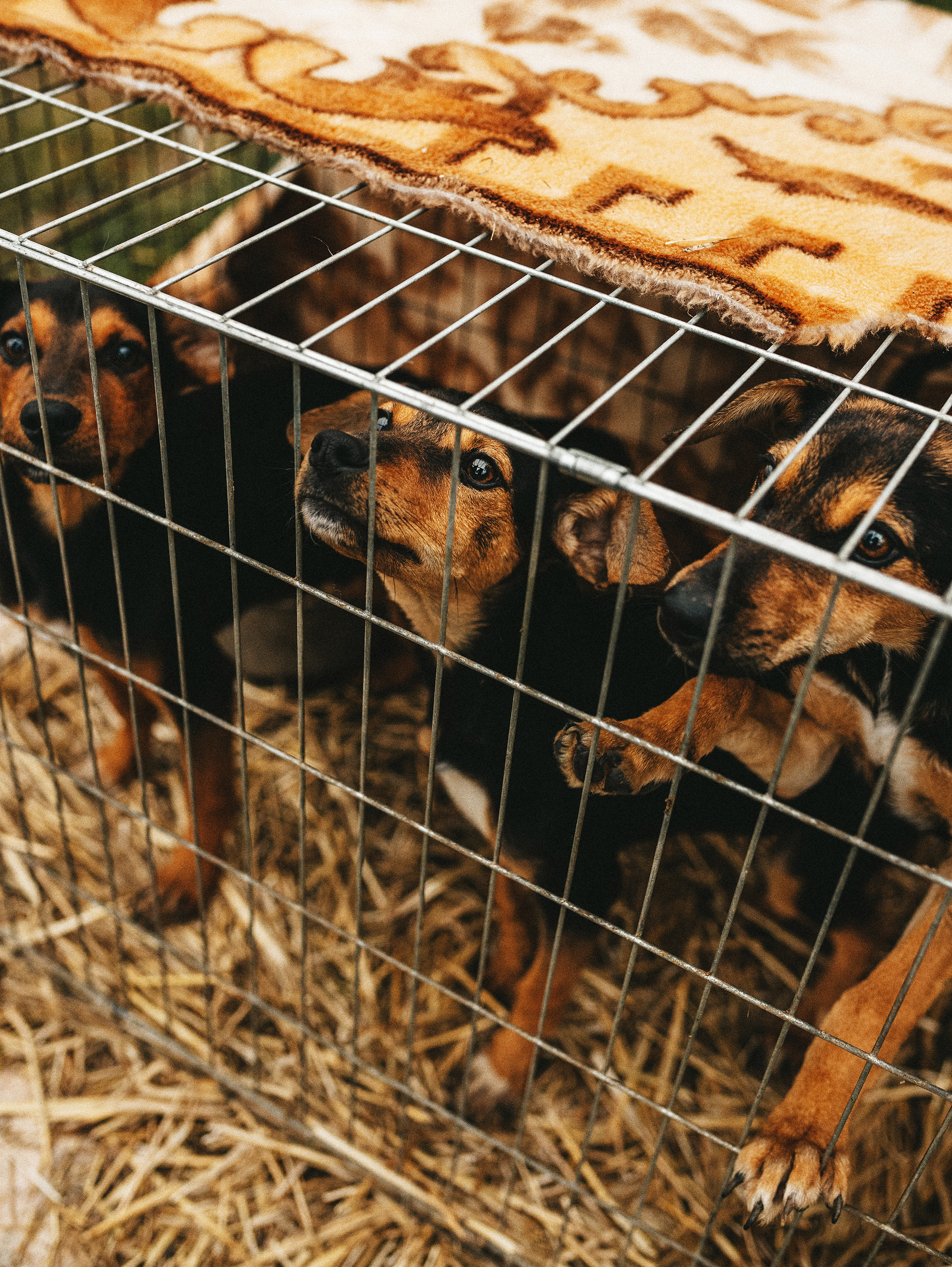 Собаки из приюта. Фотограф в Краснодаре Алена Соколовская