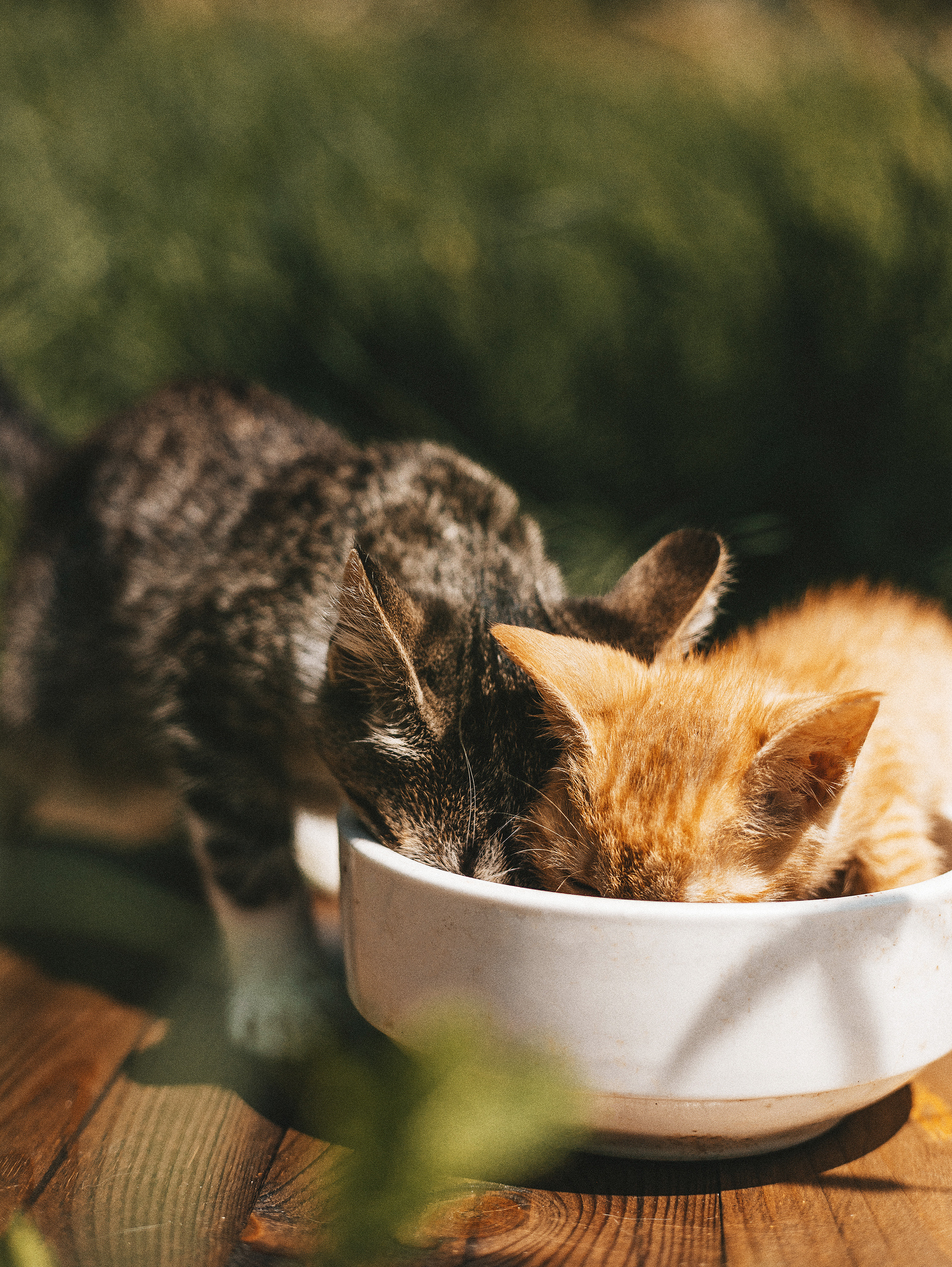 Котики из приюта. Фотограф в Краснодаре Алена Соколовская